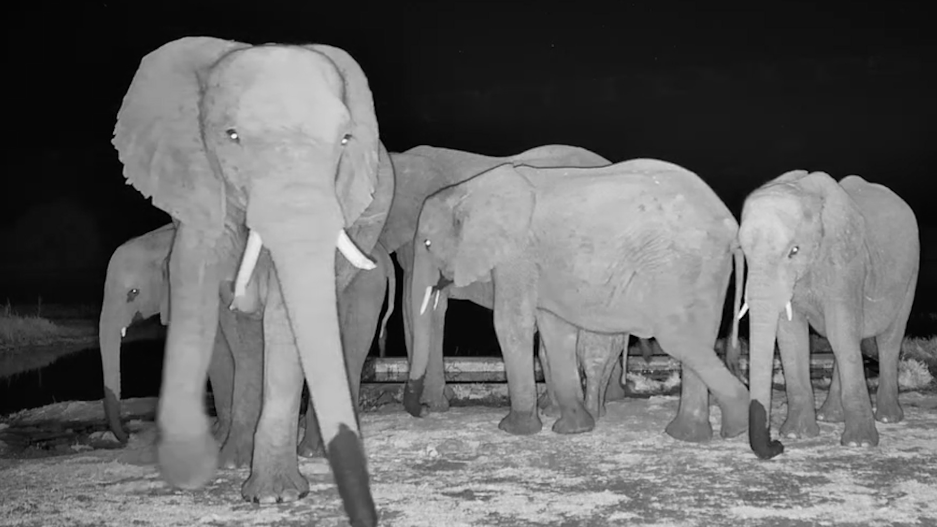 A Night with Zimbabwe's Gentle Giants