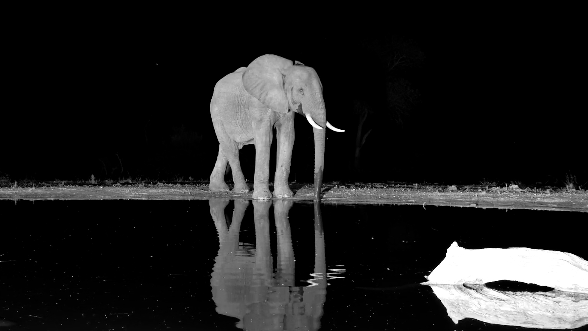 Elephant Reflected Perfectly