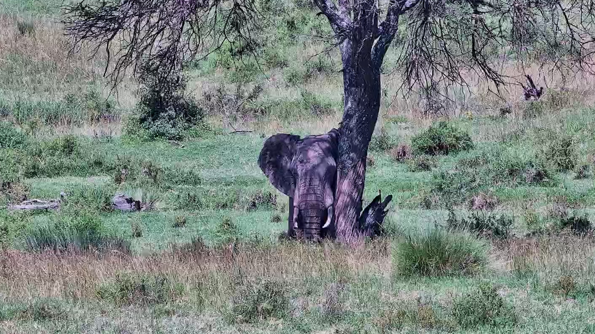 Elephant Bull Resting in the Mara Shade