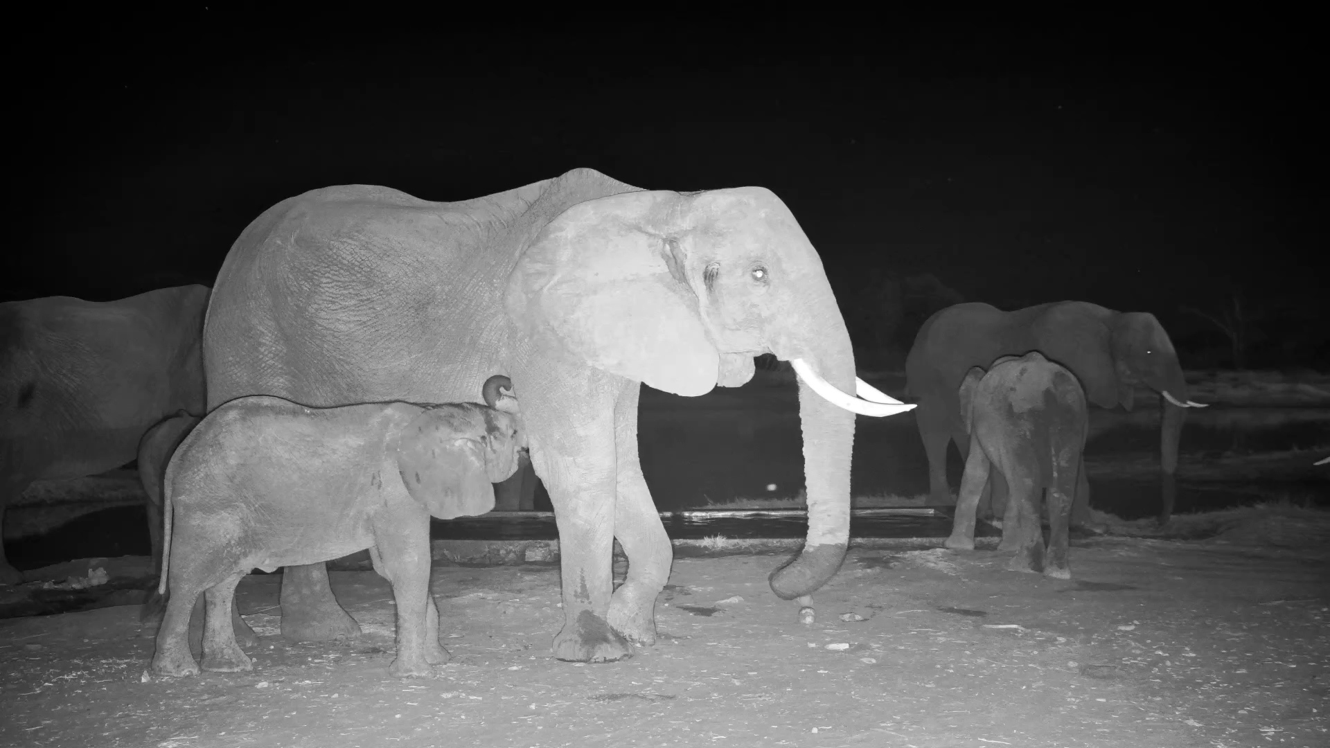 Night Time Milk Break