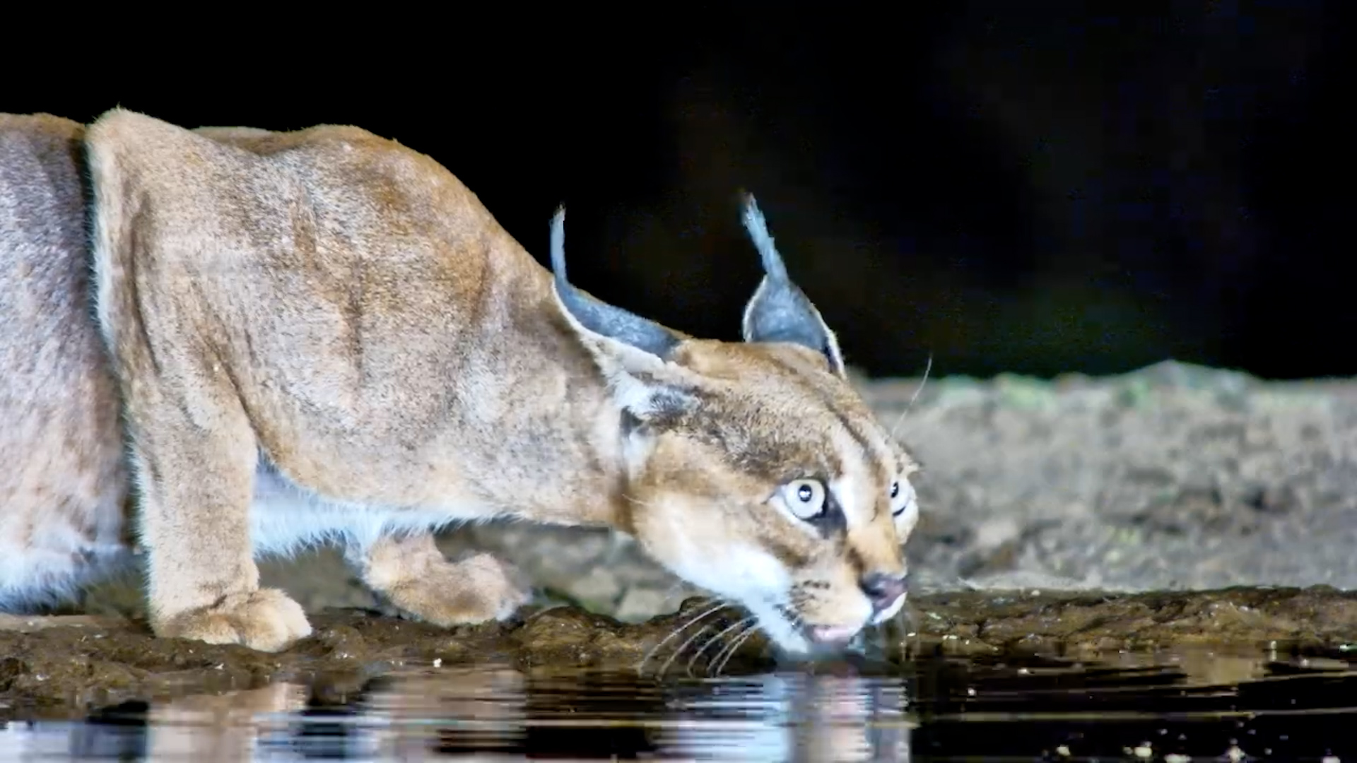 Elusive Beauty: Caracal Makes Appearance at Lentorre