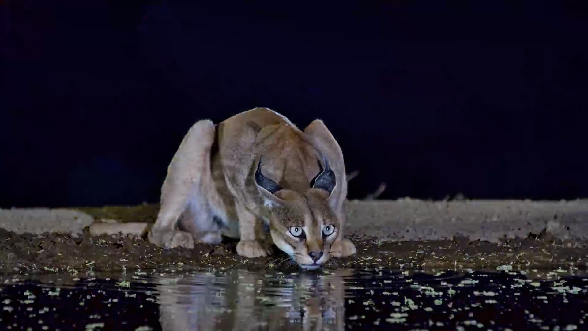 Caracal Drinks at Lentorre Hide