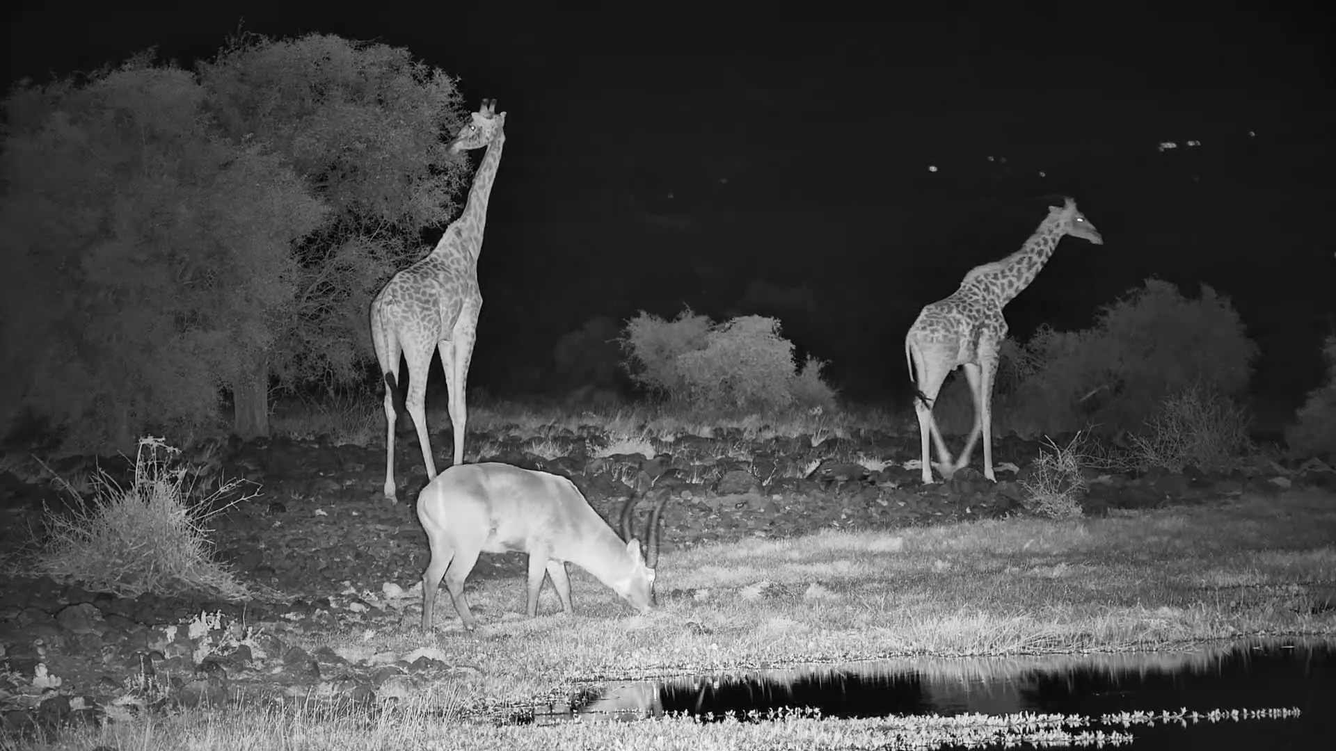 Who Shows Up at a Waterhole at Night?