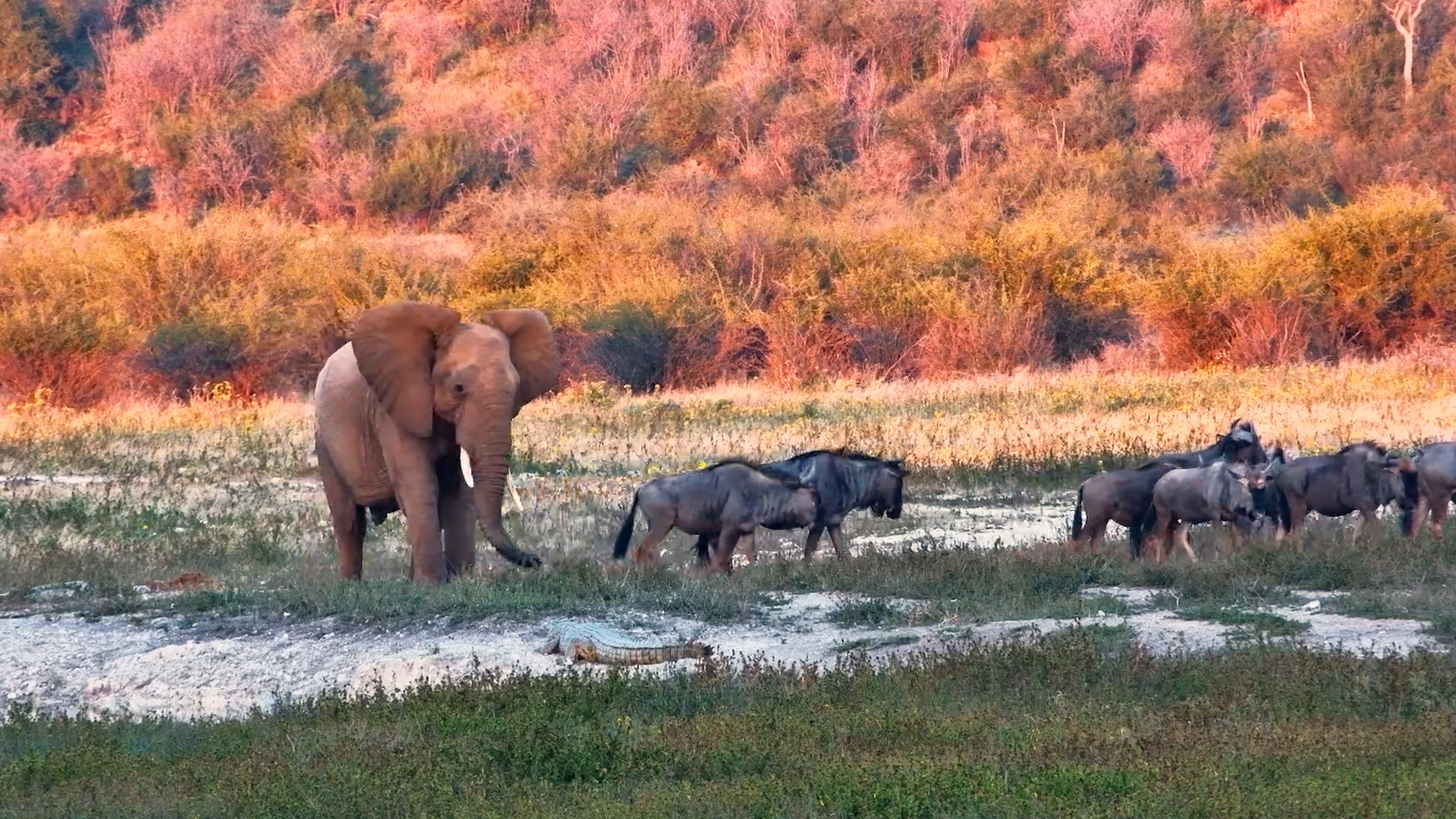 Young Elephant Bull Claims the Whole Waterhole