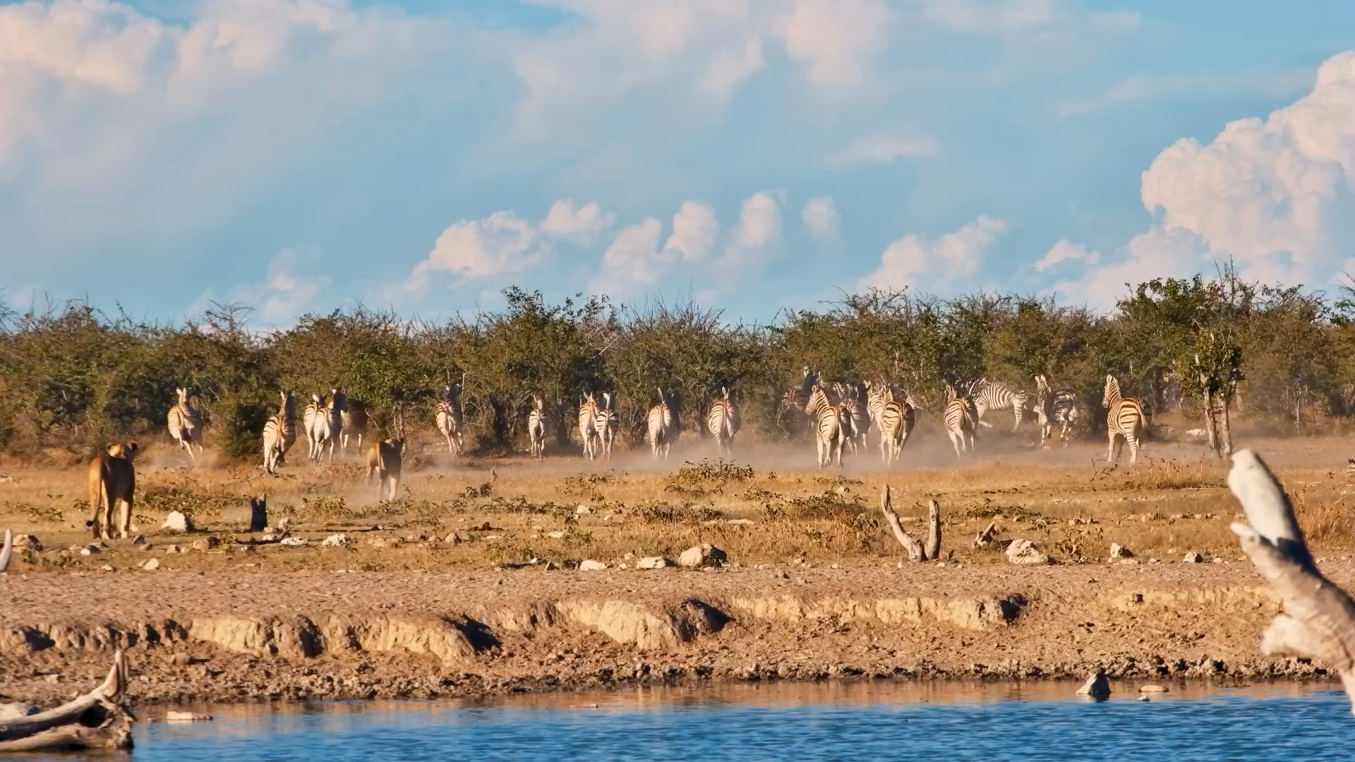Lioness Half-Chases Zebras