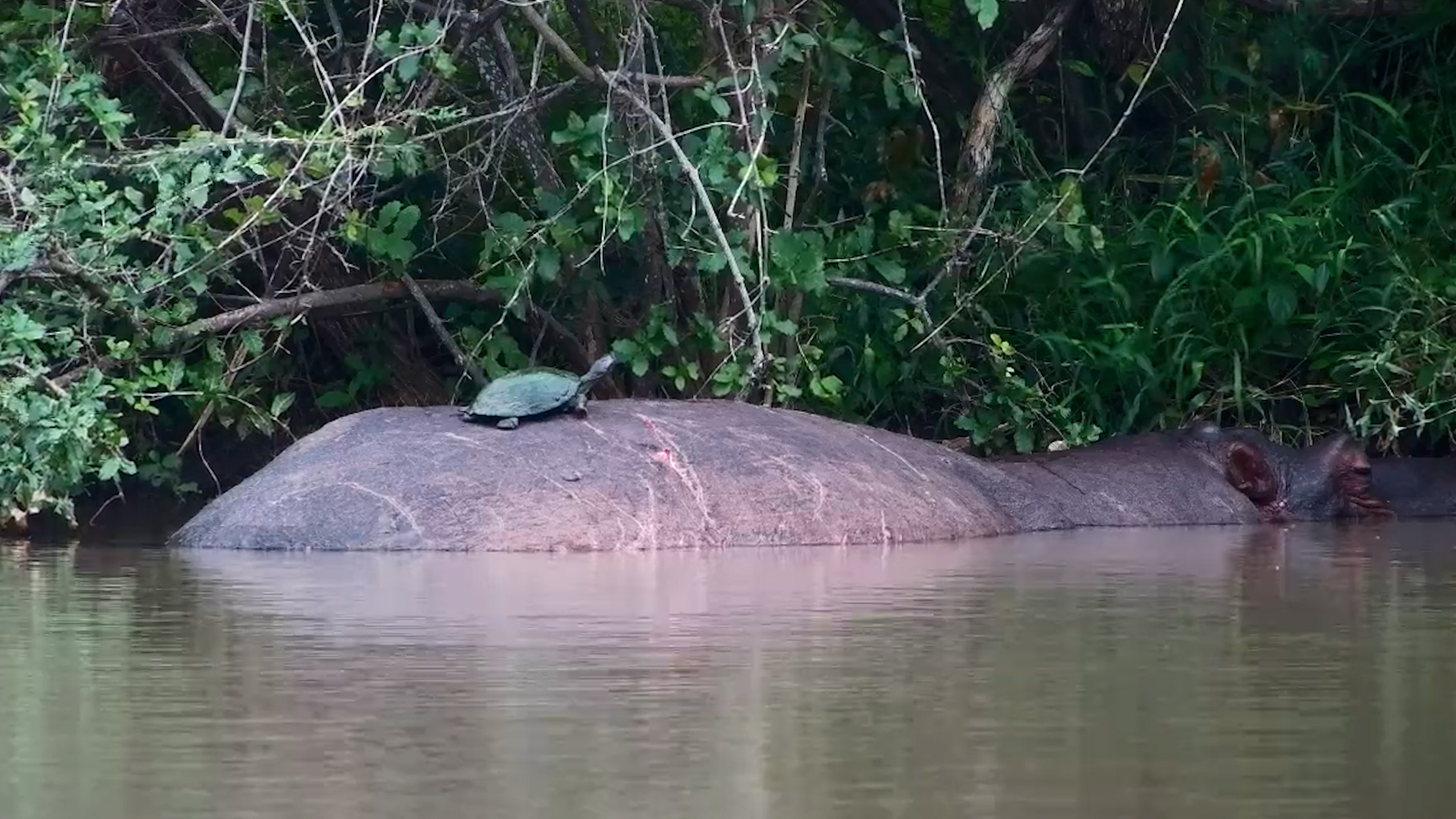 Why Swim When There’s a Hippo?