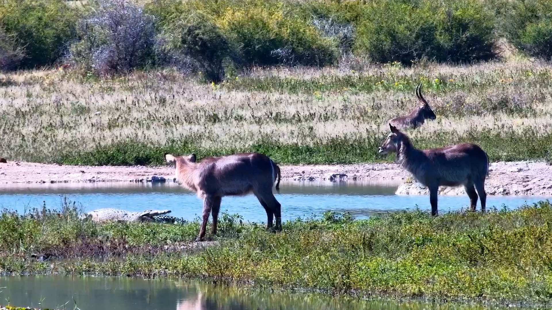 A Young Waterbuck Dares a HUGE Crocodile!