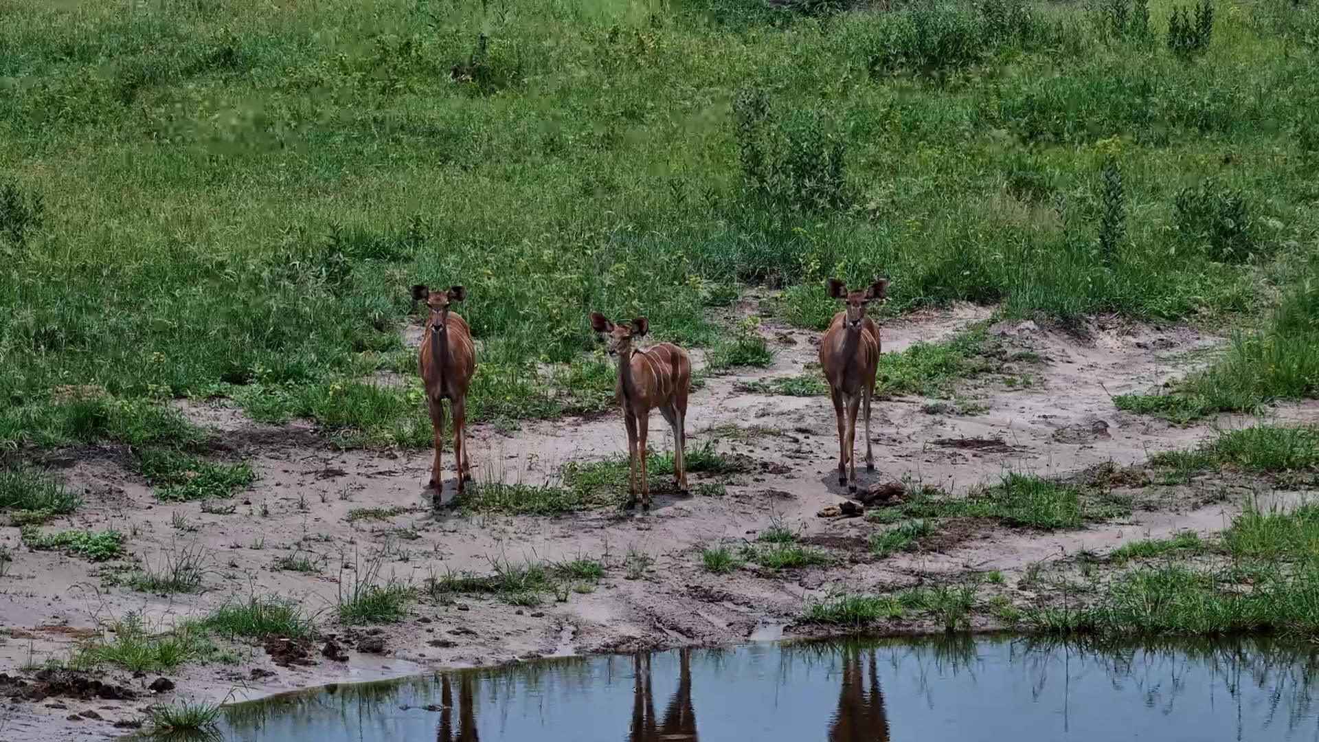 Kudu Herd by the Water at Moela