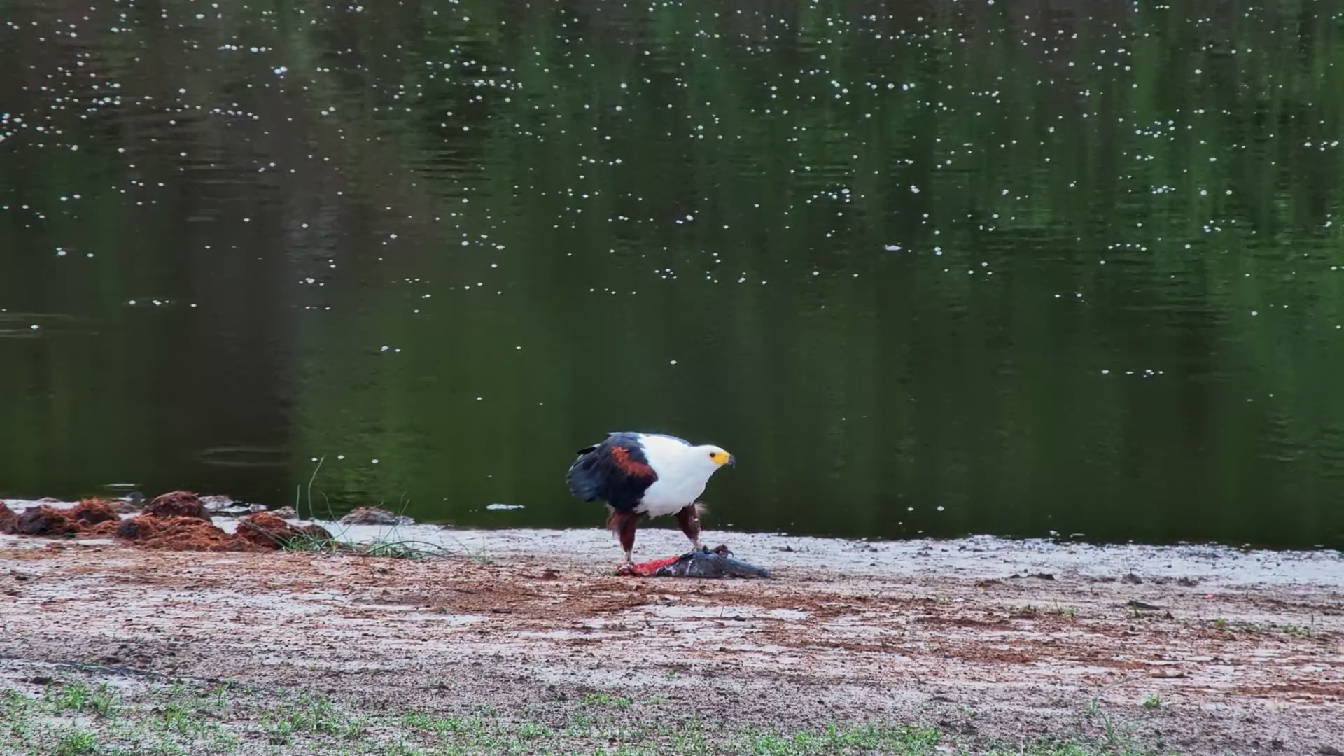 Fish Eagle Feast by the Water