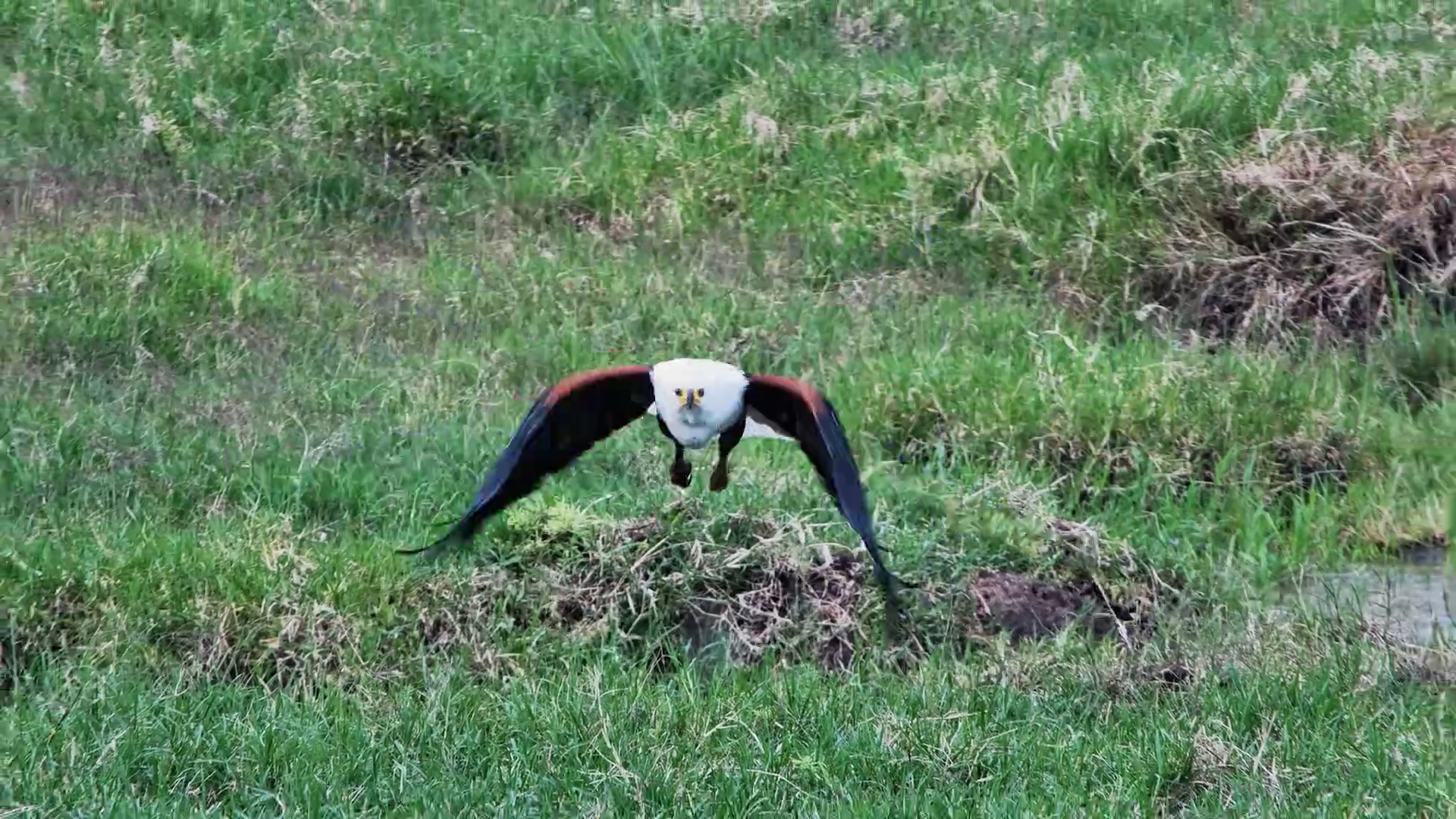 Grounded to Glorious: African Fish Eagle in Action