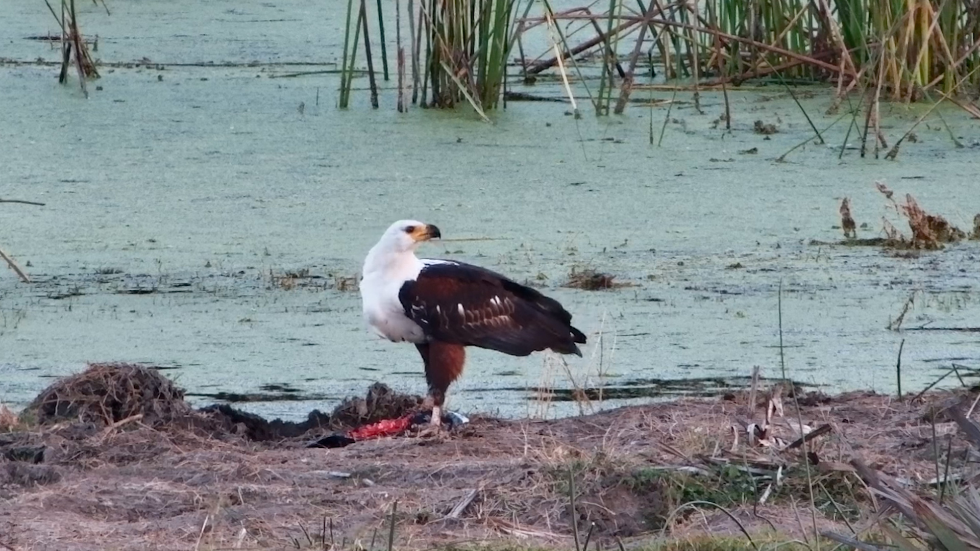 An African Fish Eagle Enjoys Breakfast With a View