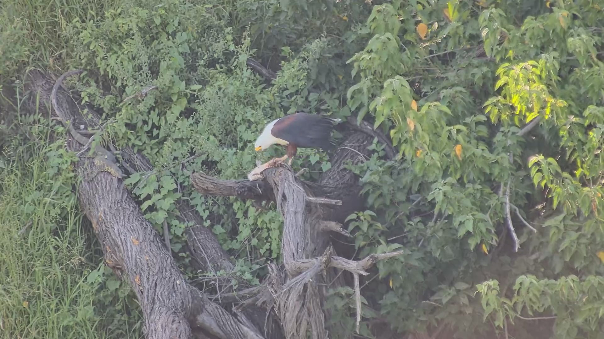 Fish Eagle Takes Its Meal to the Treetops