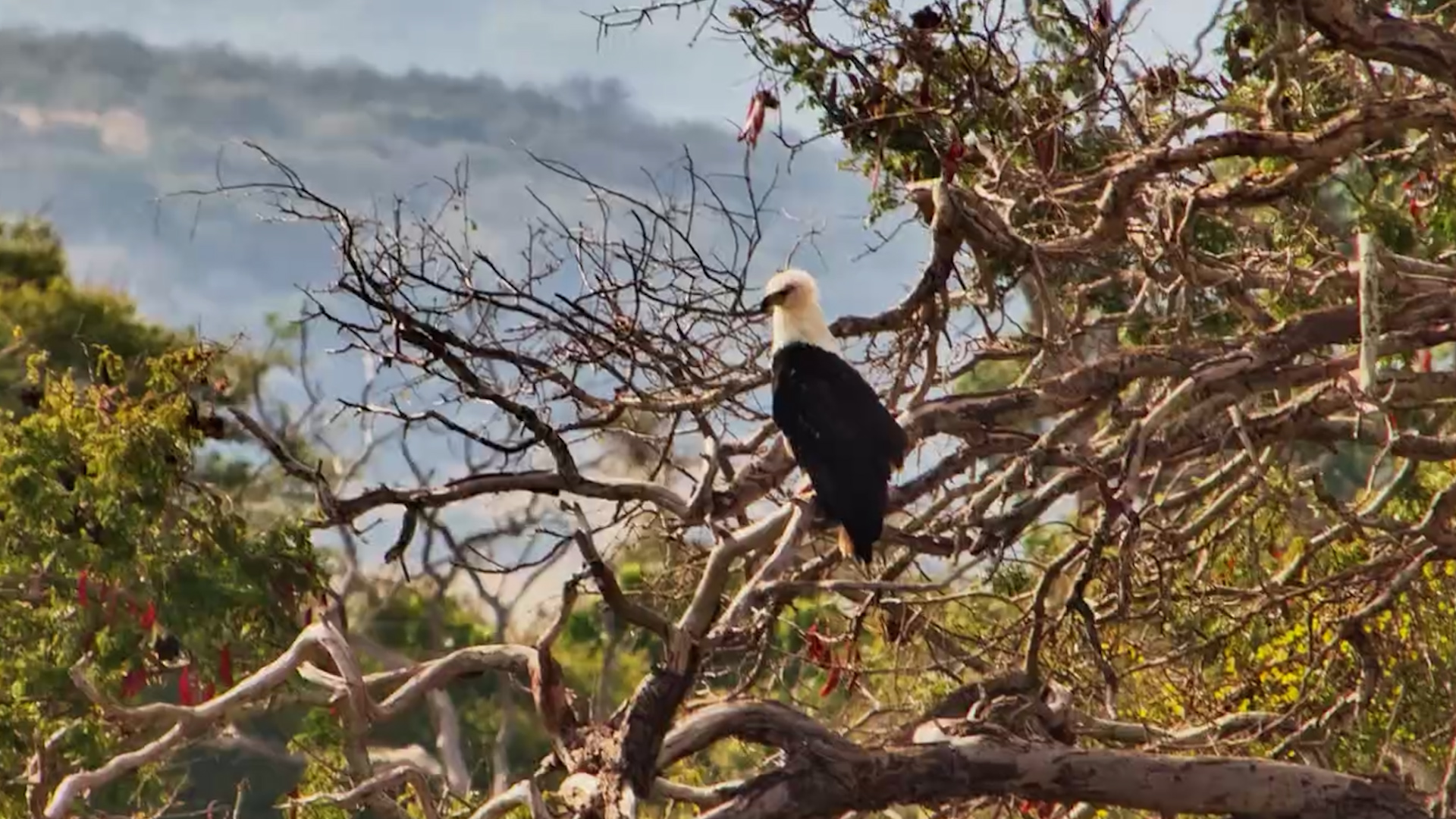 A Silent Hunter Perched at Finch Hattons