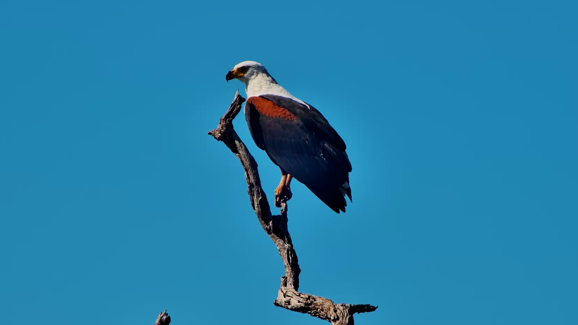 Africa’s Most Iconic Bird Against a Perfect Blue Sky