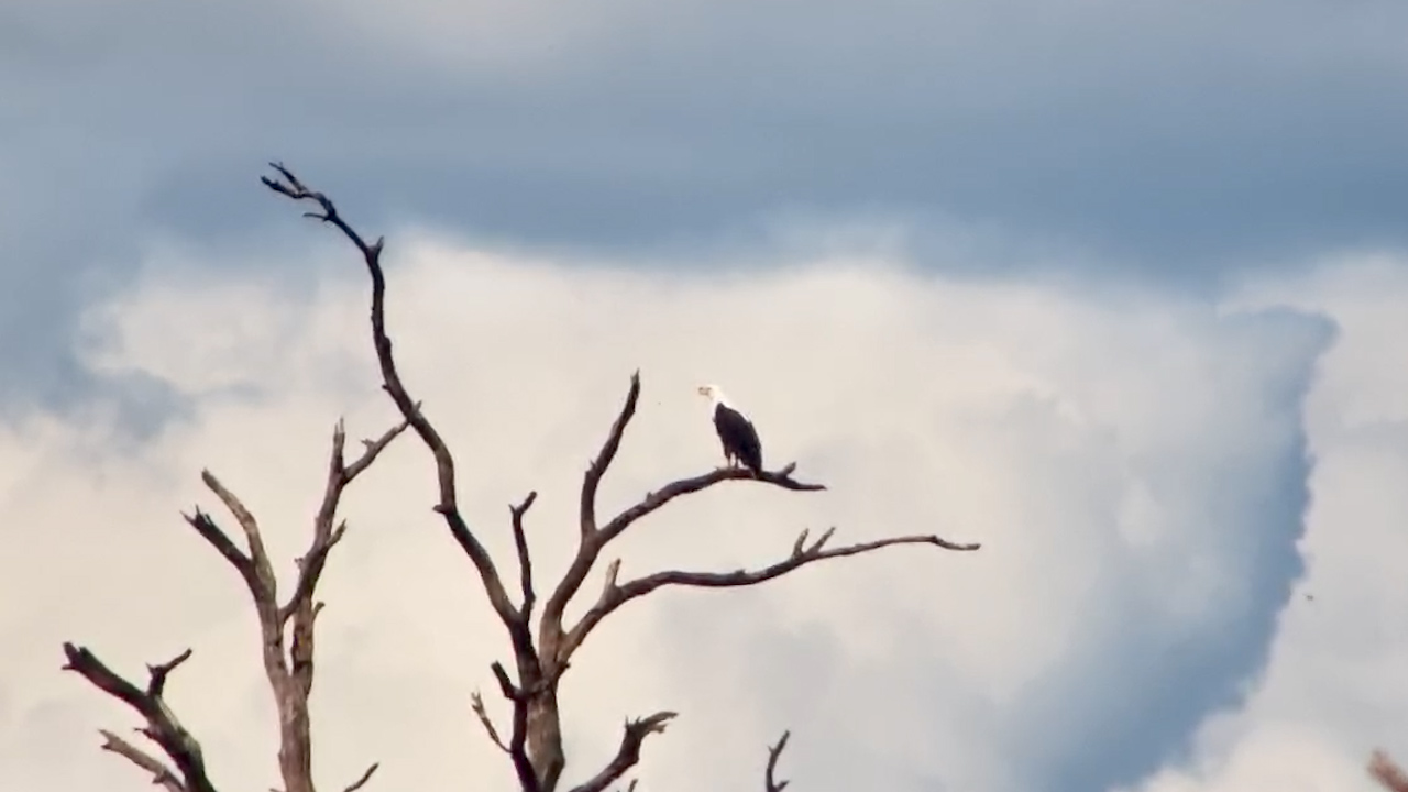 Listen to the Fish Eagle’s Call