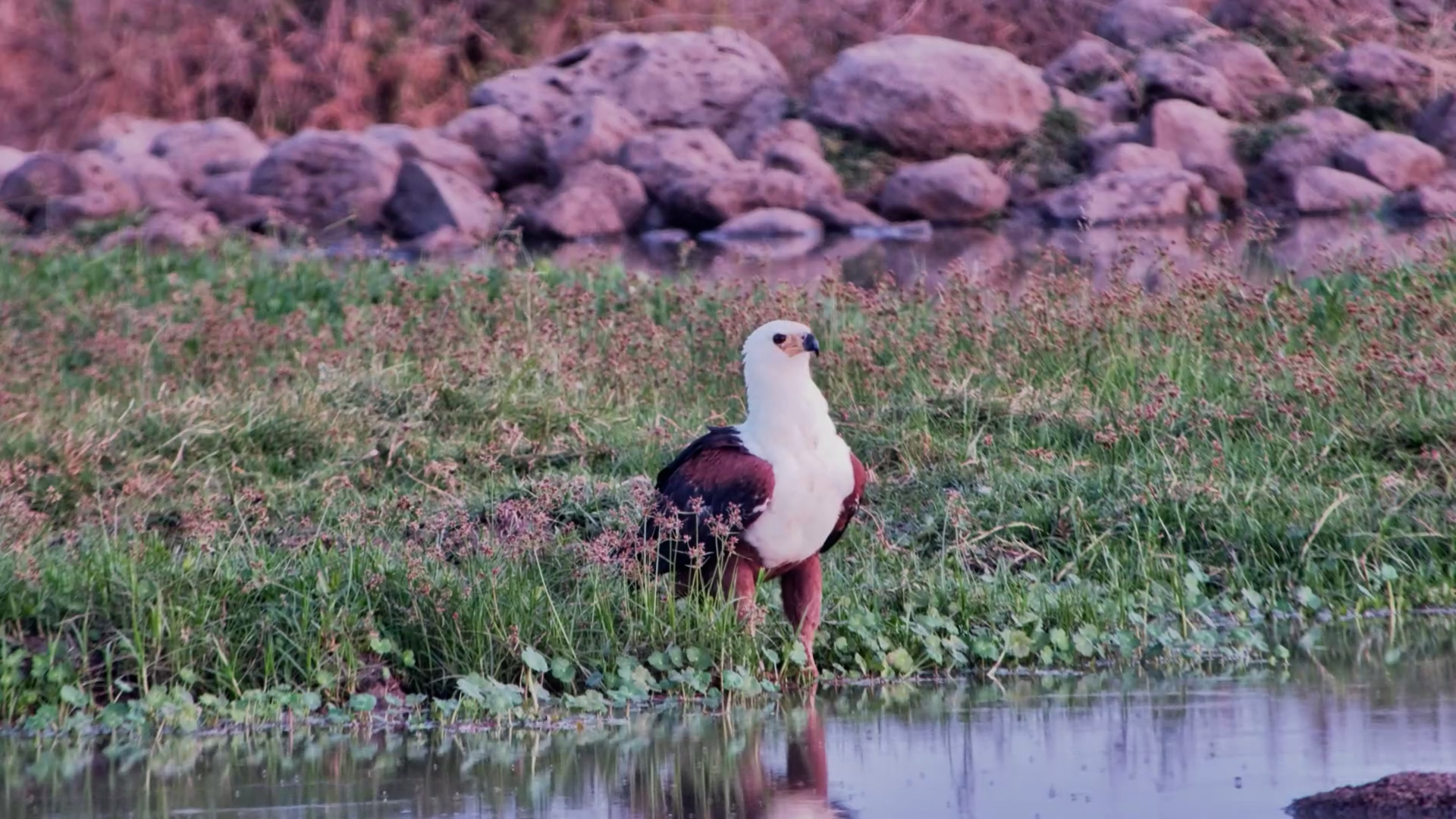 A Quiet Moment With a Fish Eagle