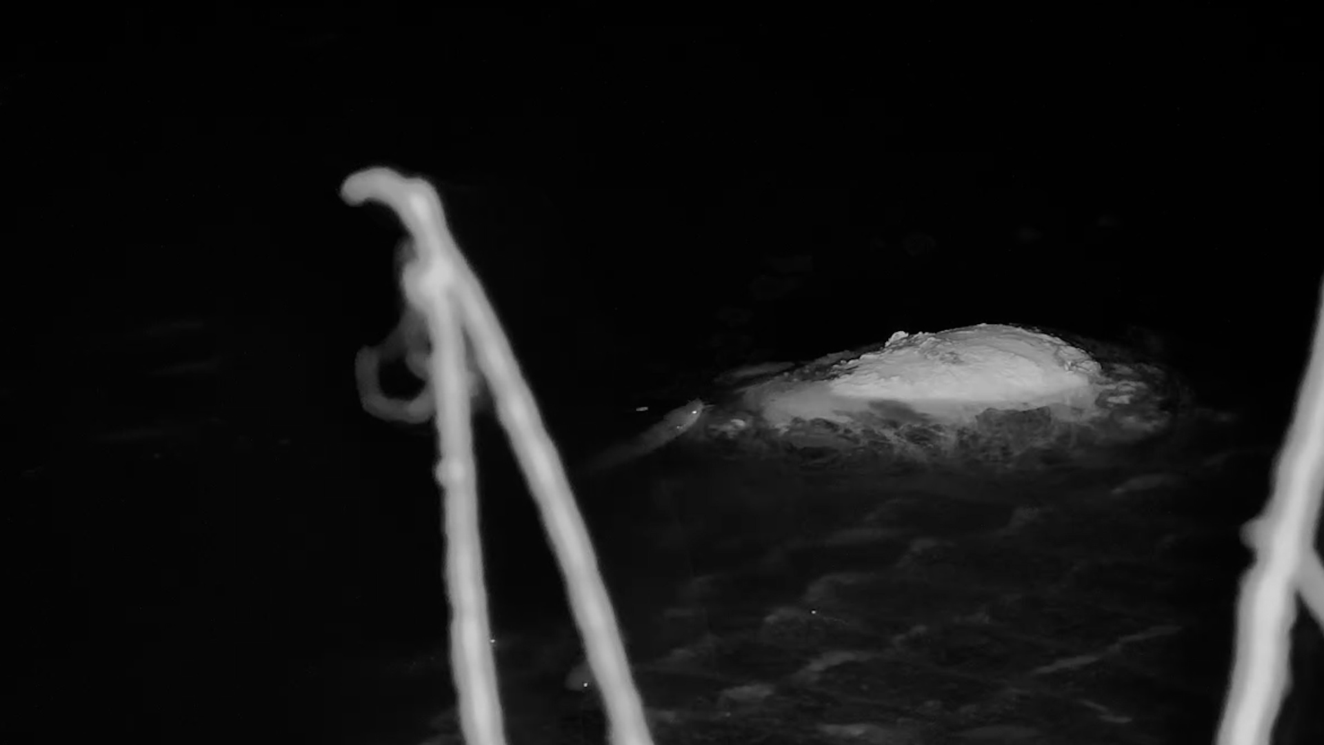 Fish Take Care of Crocodile’s Wound!