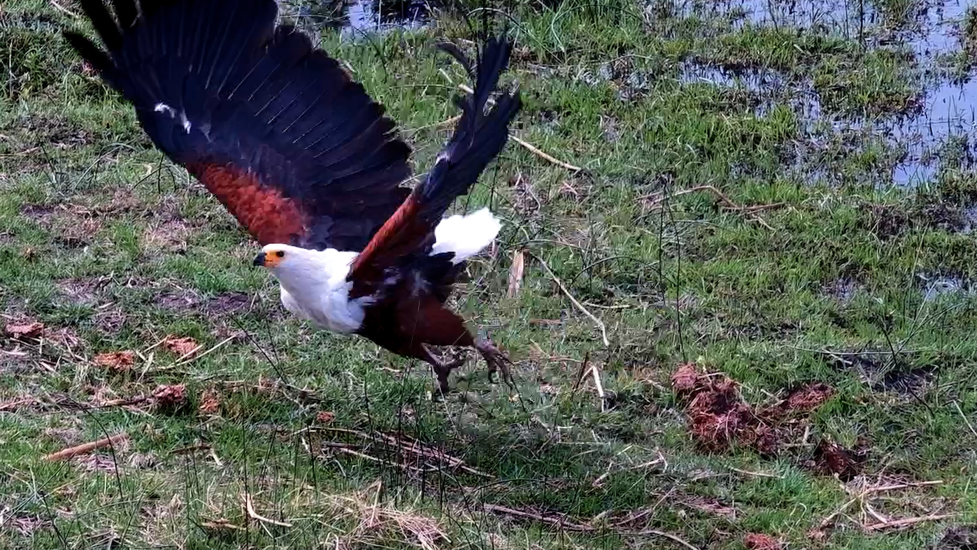 Fish Eagle’s Over-the-Top Call