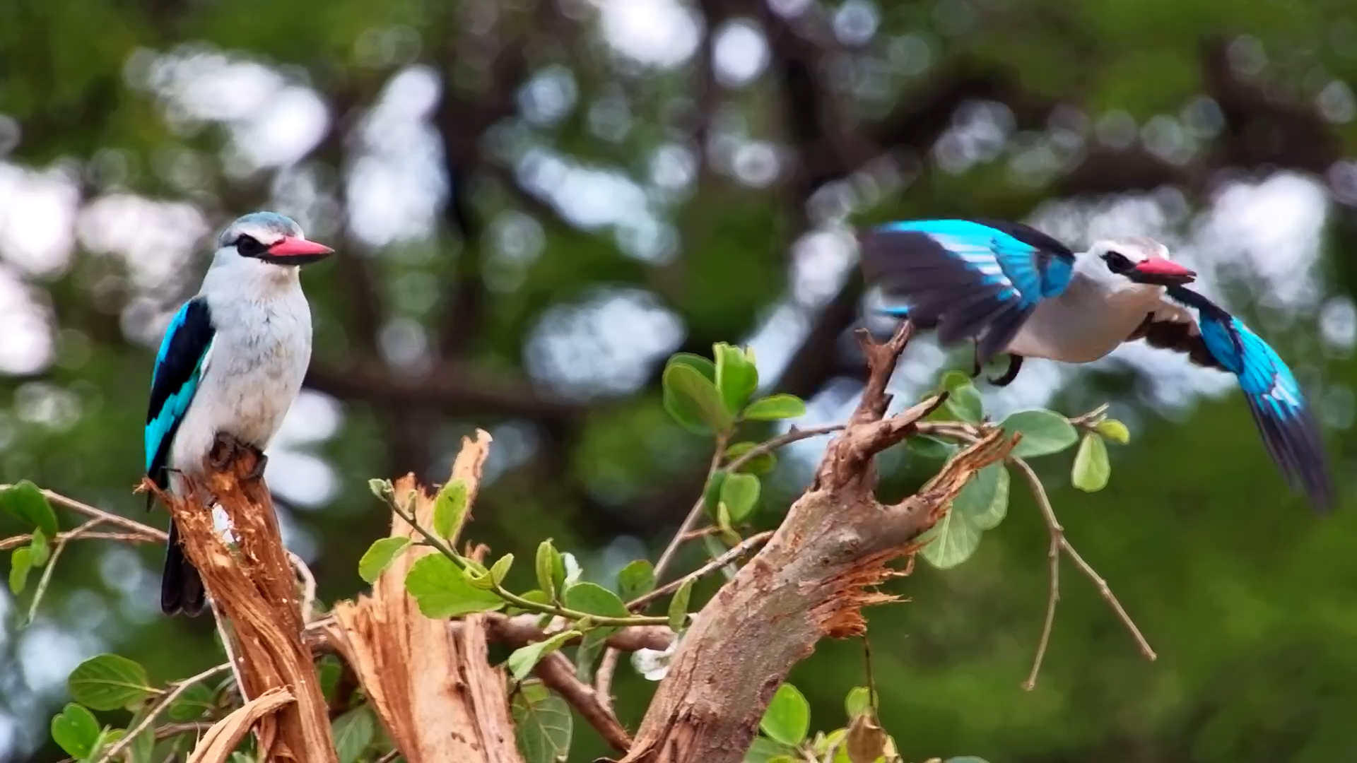Woodland Kingfisher Pair Perched at the Waterhole