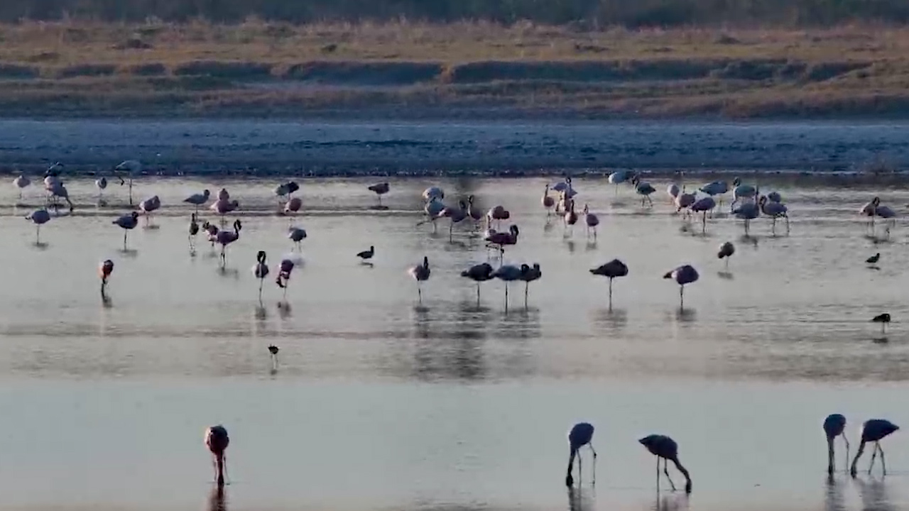 Watch These Flamingos Sweep the Water for Food