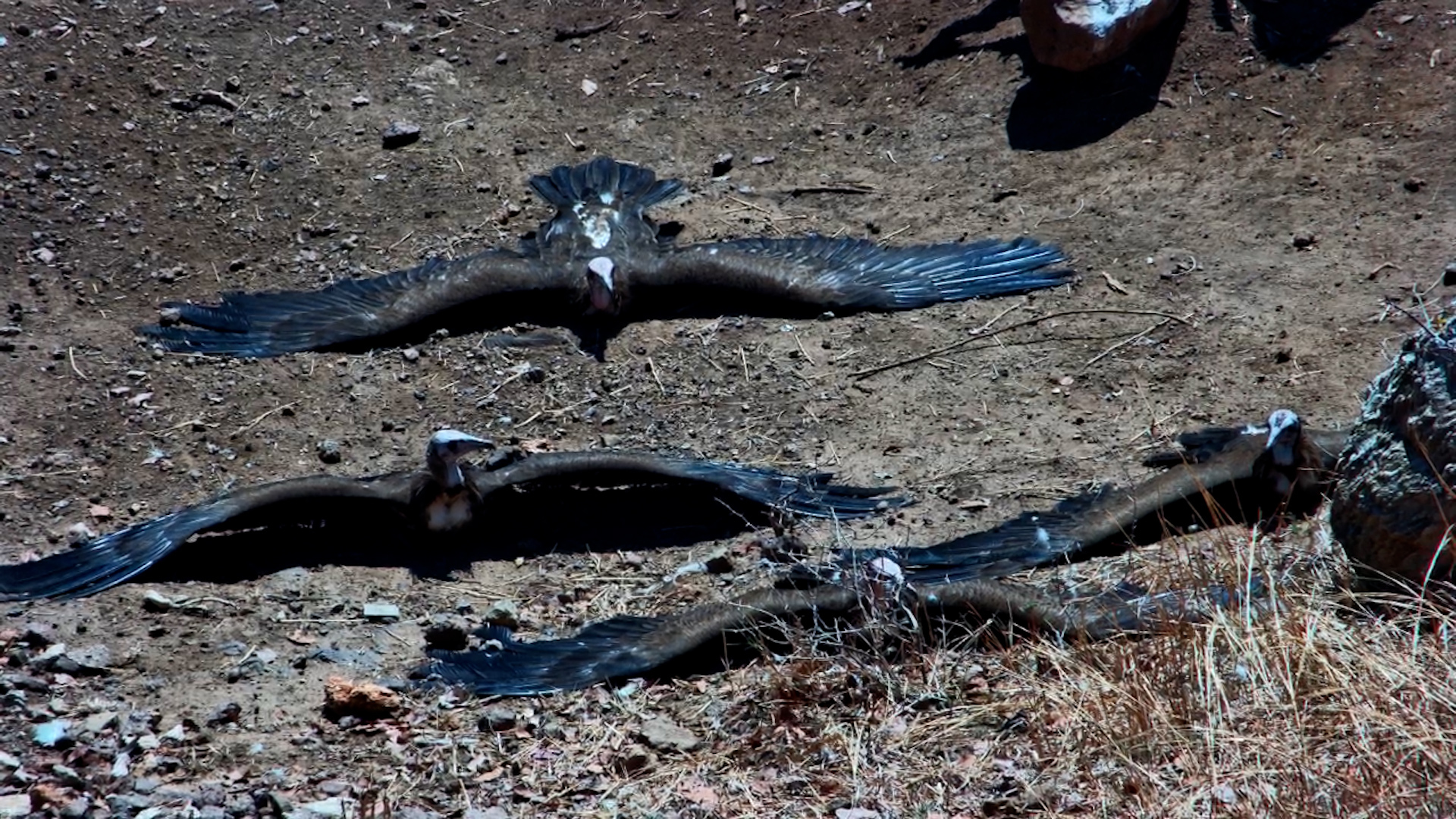 Vultures Sun Their Wings at Vic Falls Safari Lodge
