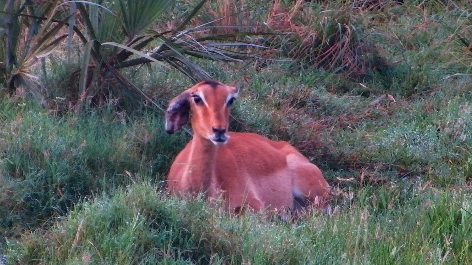 Floppy Eared Impala