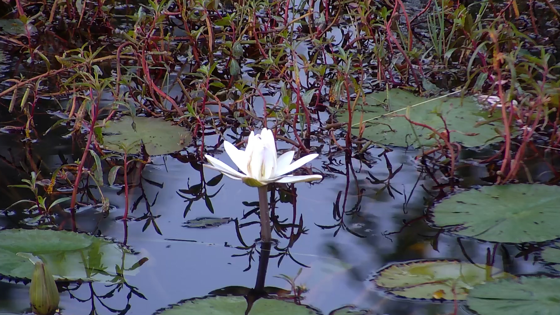 Beautiful Water Lily Flower In The Waterhole