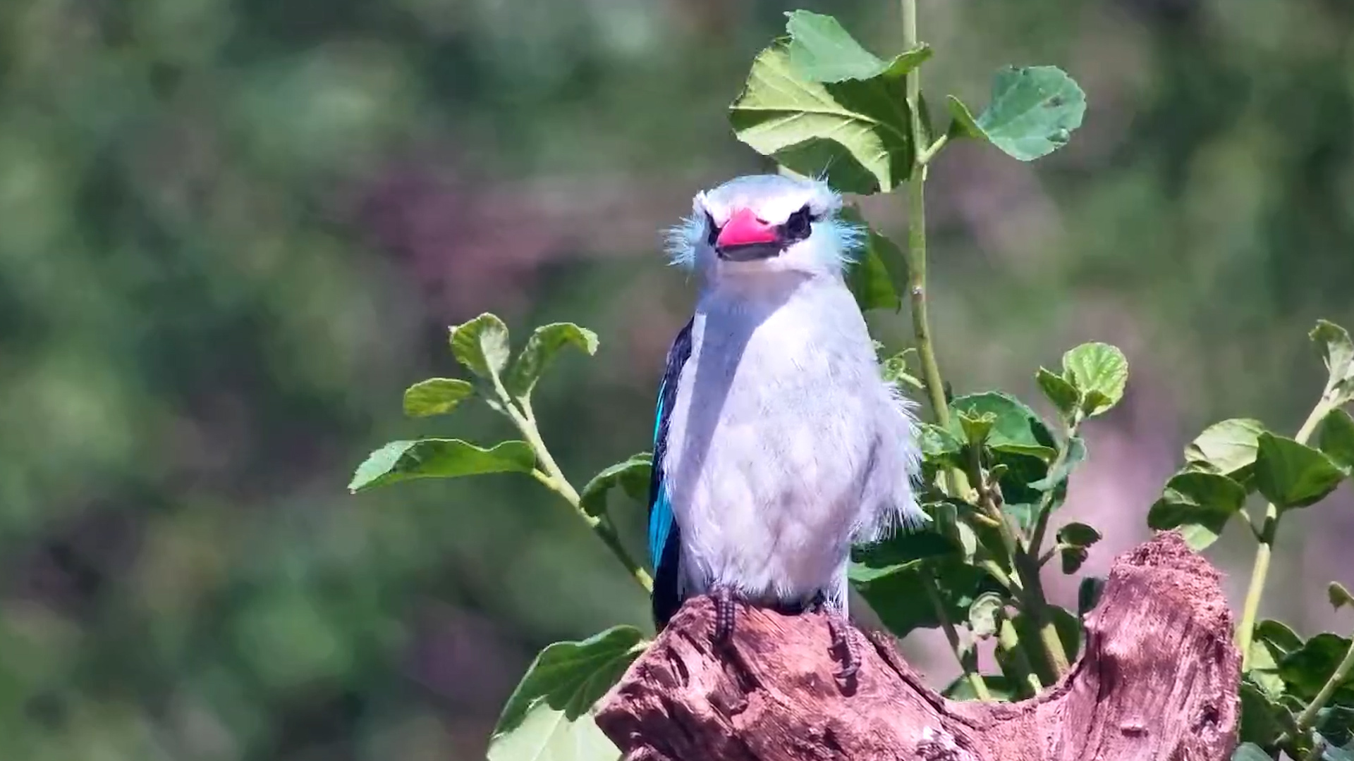 The Woodland Kingfisher in Stunning Detail