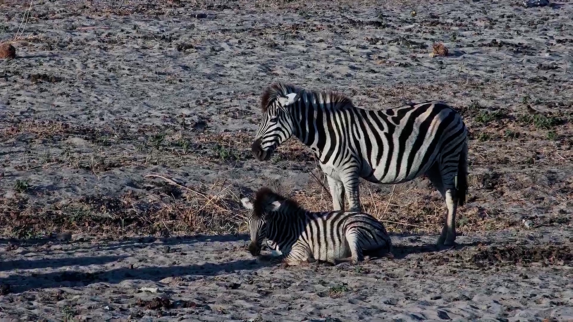 Mother Zebra Protects Sleeping Foal