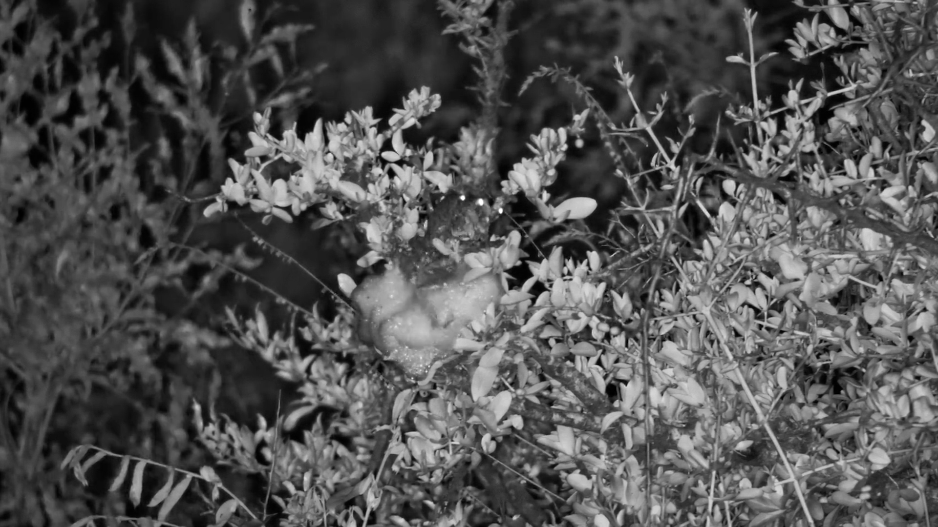 Foam Nest in the Making at Serondella