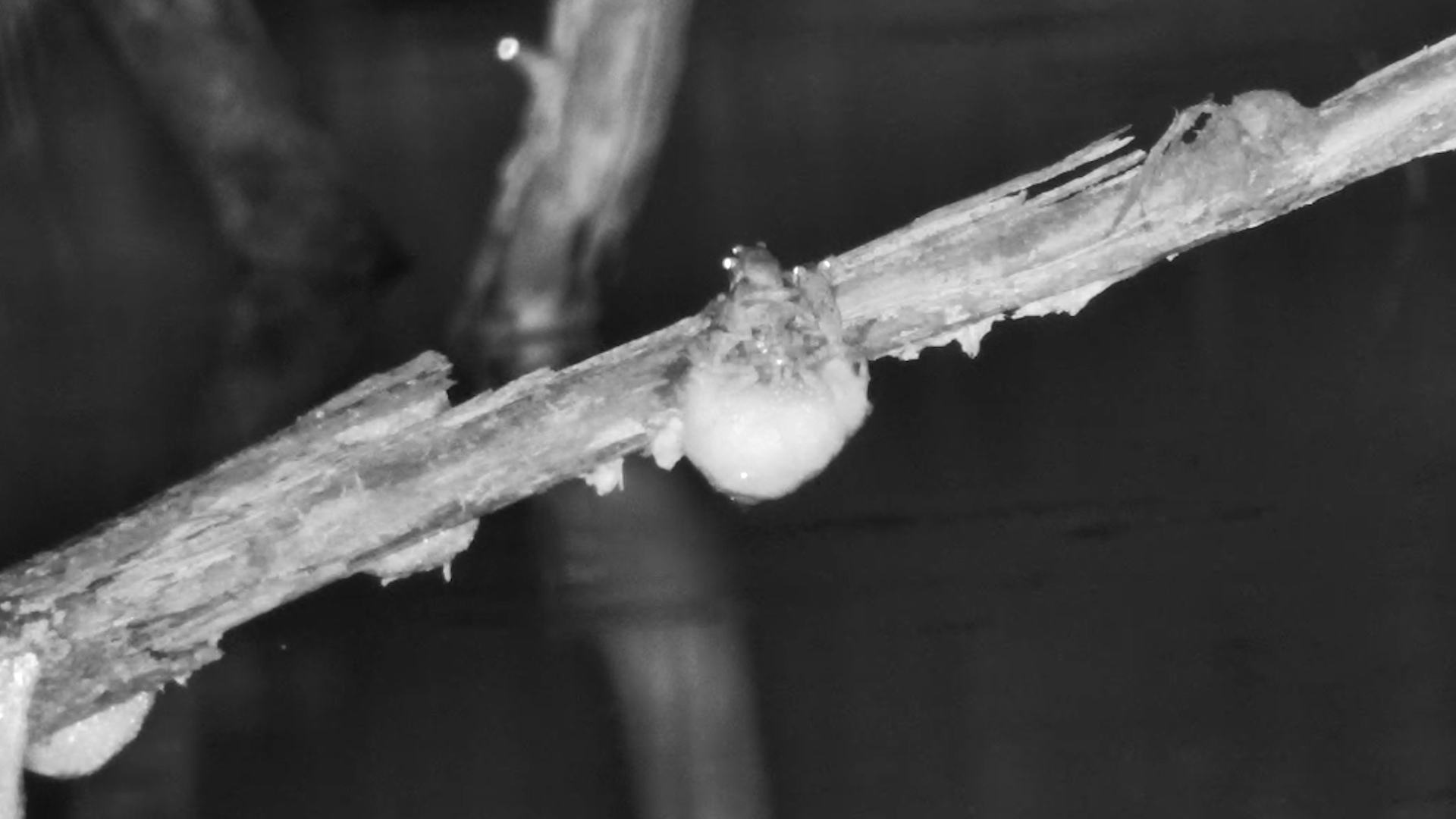 Frogs Create a Foamy Nest for Their Eggs