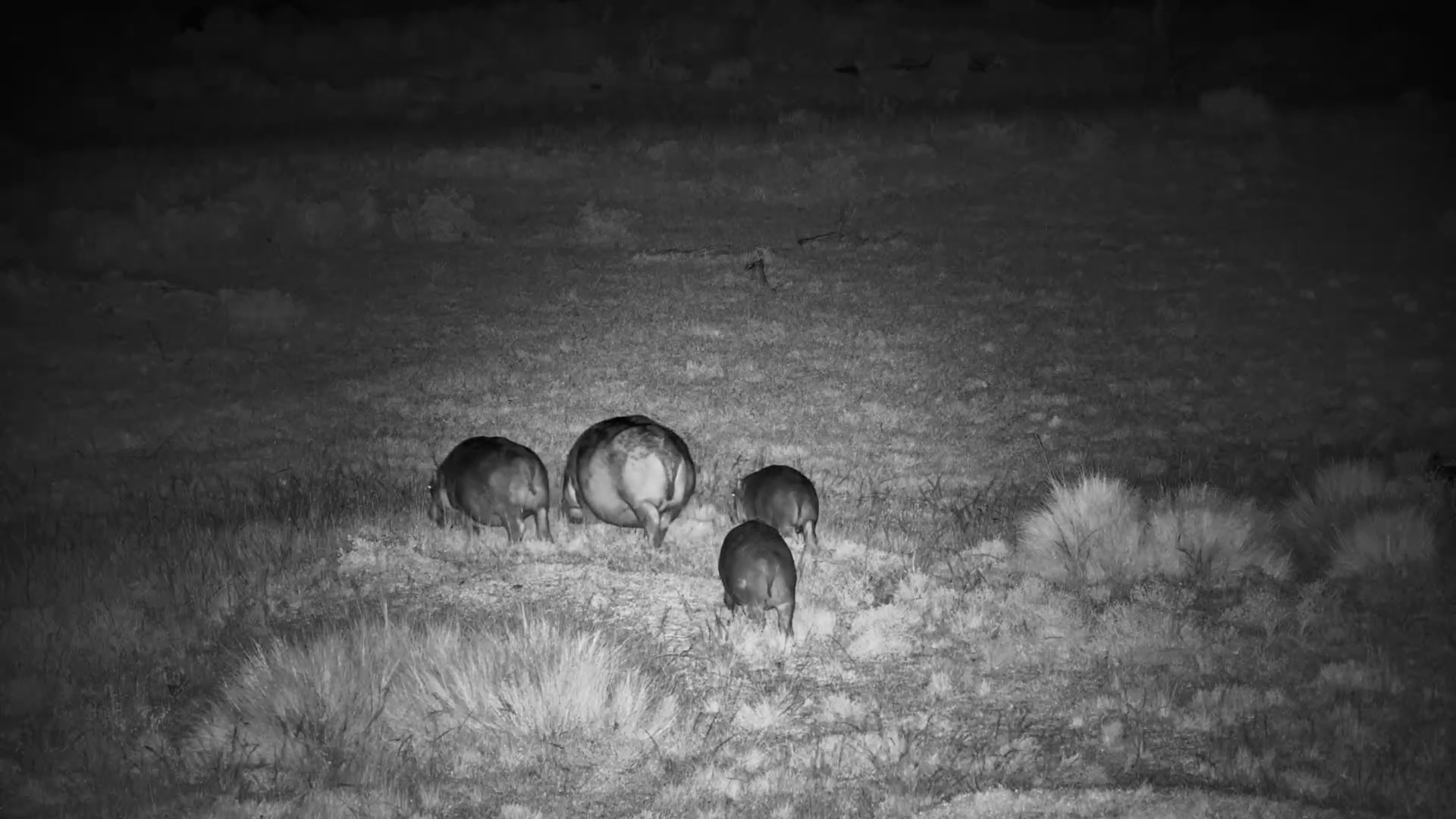 Hippos Play Follow the Leader