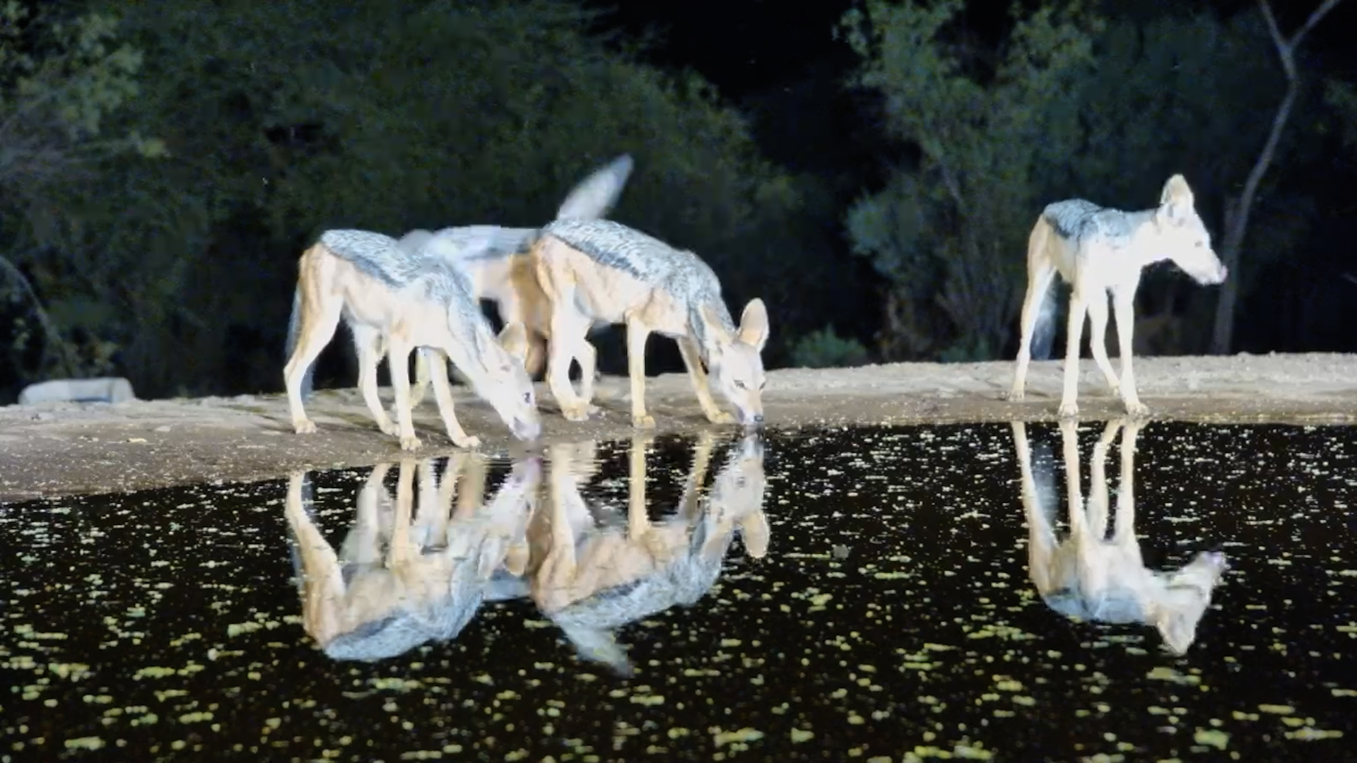 Jackal Family Drinks at Night