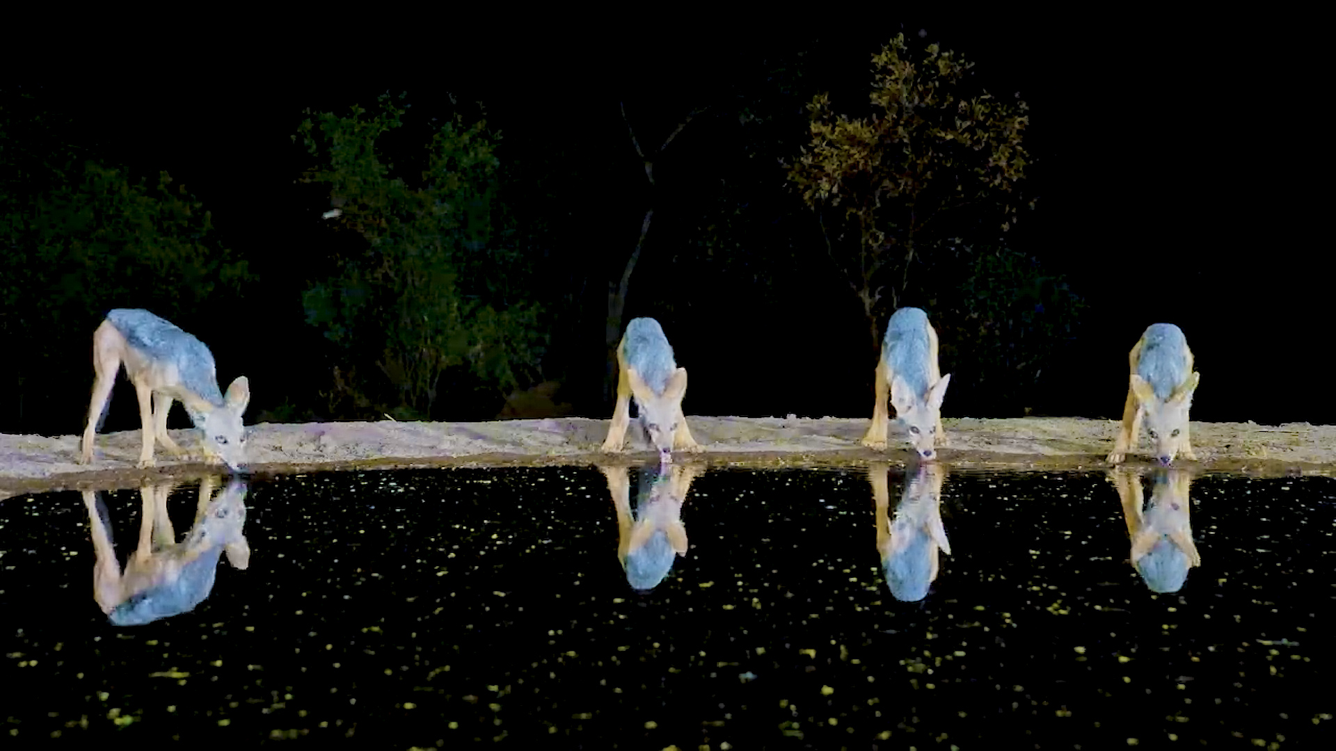 Black-Backed Jackals Take Over Lentorre!