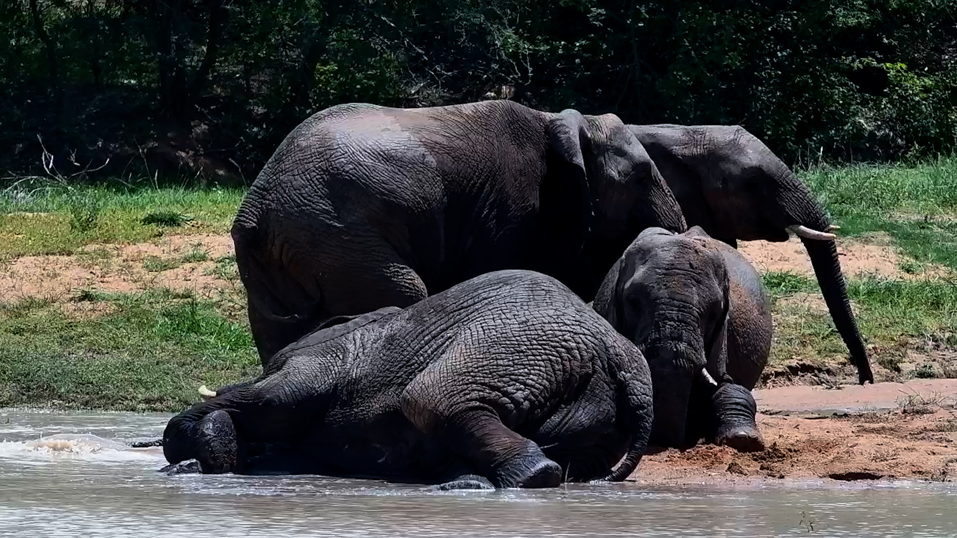Cool Giants: Elephants Lie Down to Chill in the Water