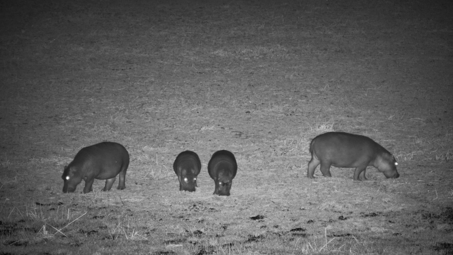 Four Hippos Grazing at Oxbow