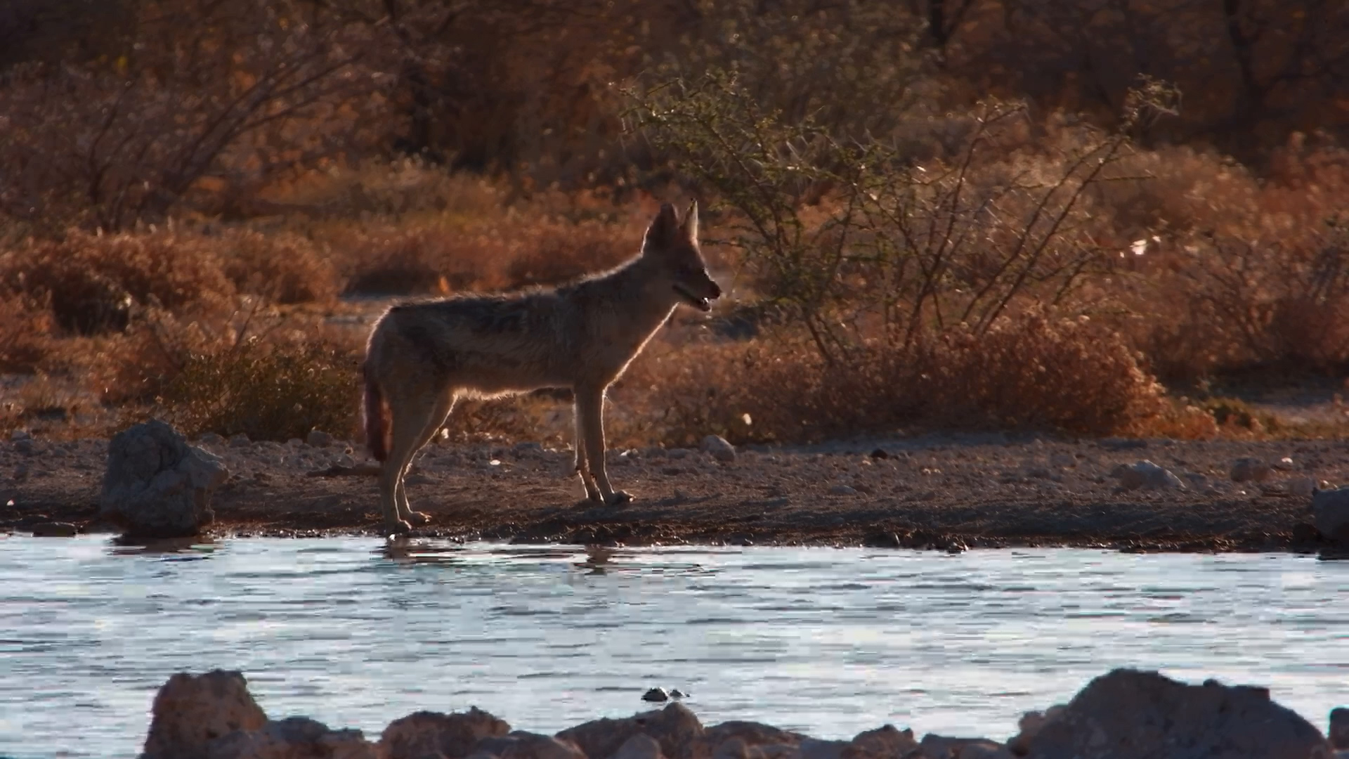 Black-Backed Jackal Family at Onguma