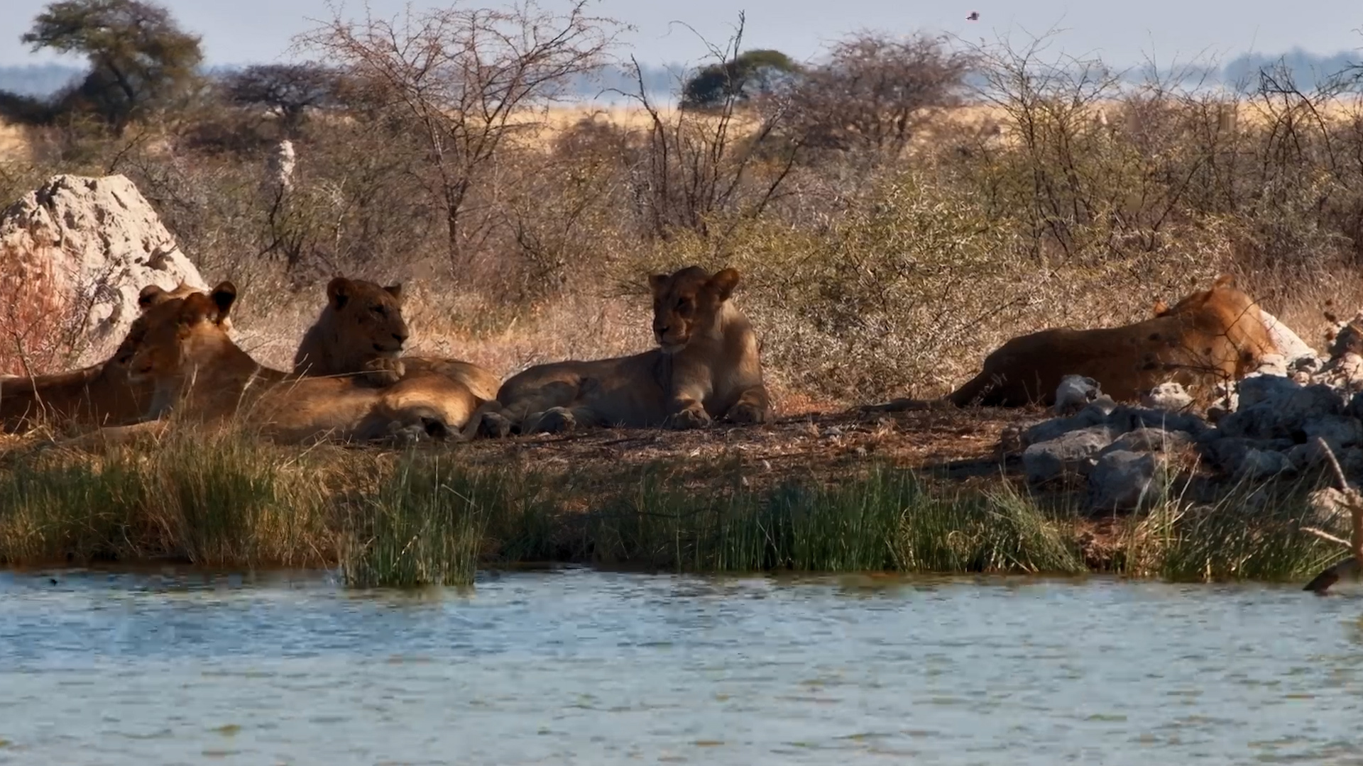 Four Lionesses Claim the Best Shade by the Water