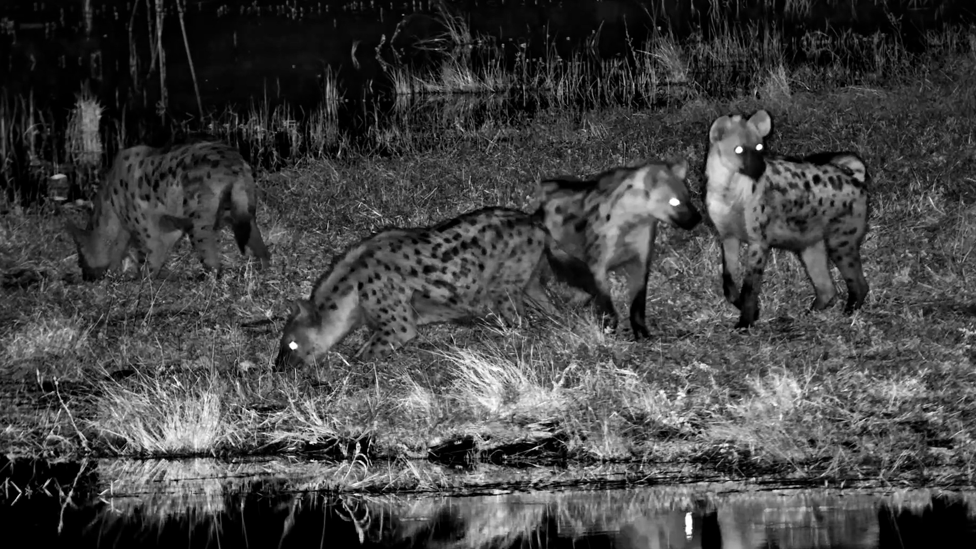 A Clan on the Move