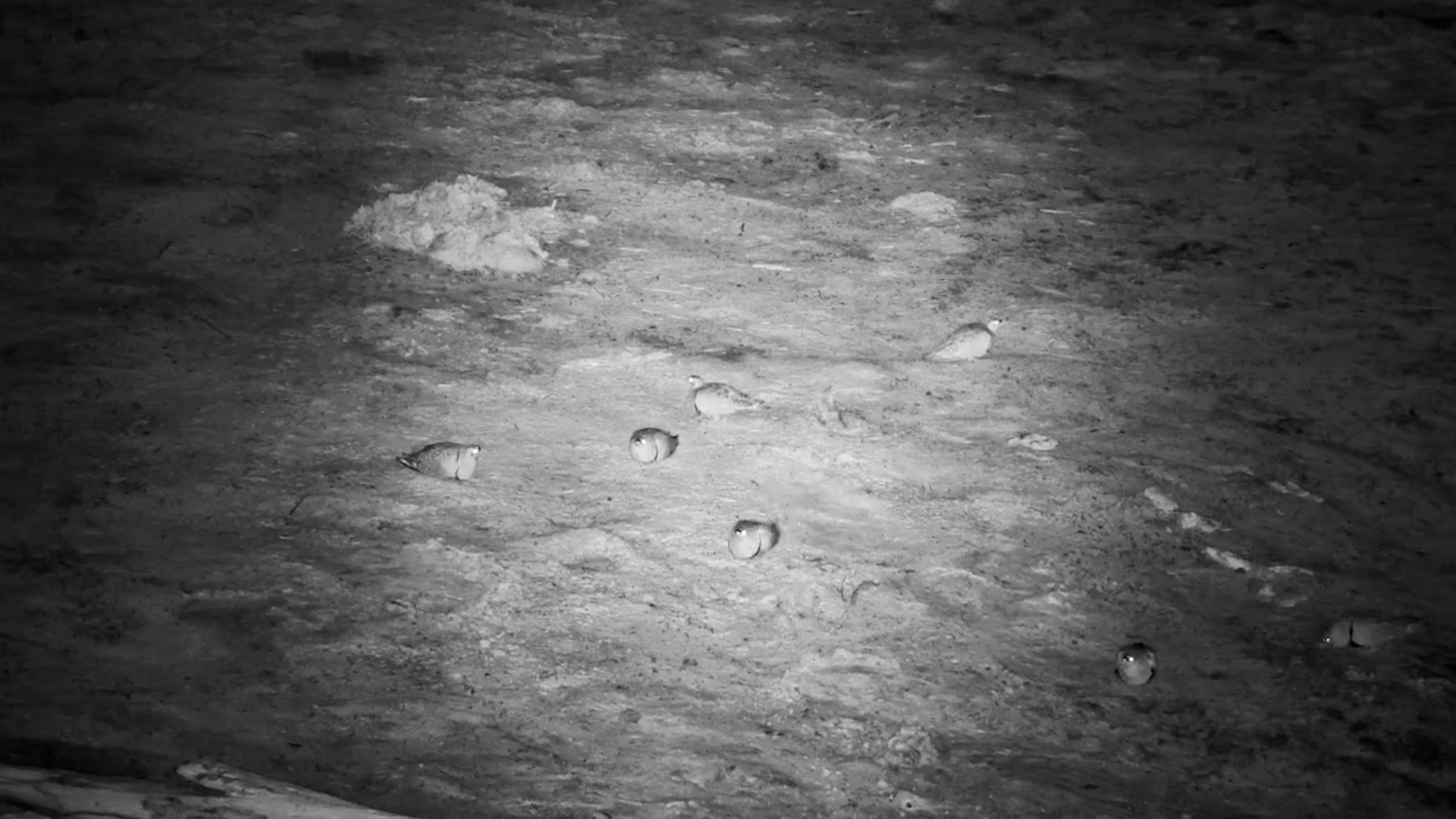 Double-banded Sandgrouse Forage Under the Night Sky