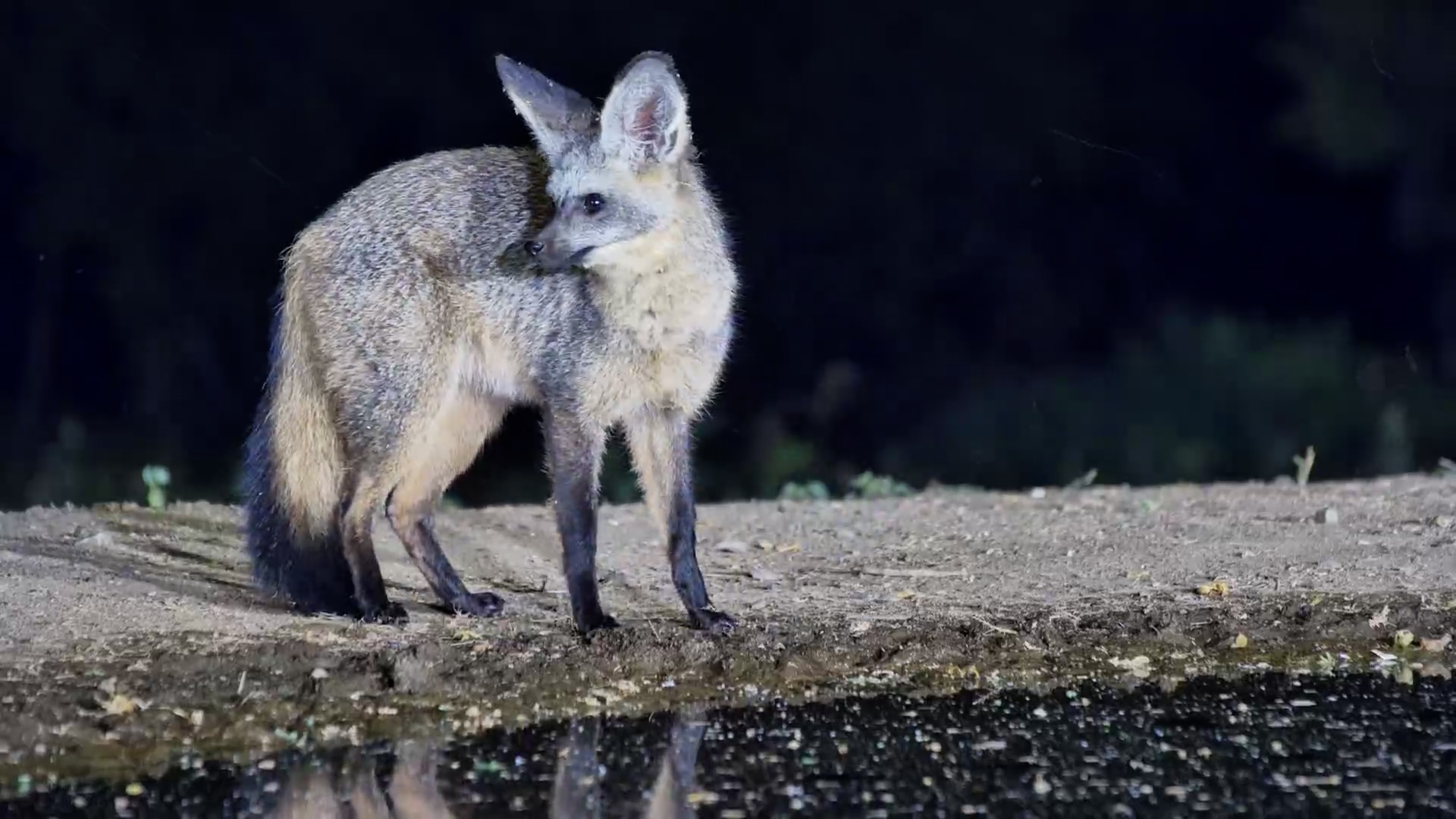 One of Africa’s Cutest Night Visitors