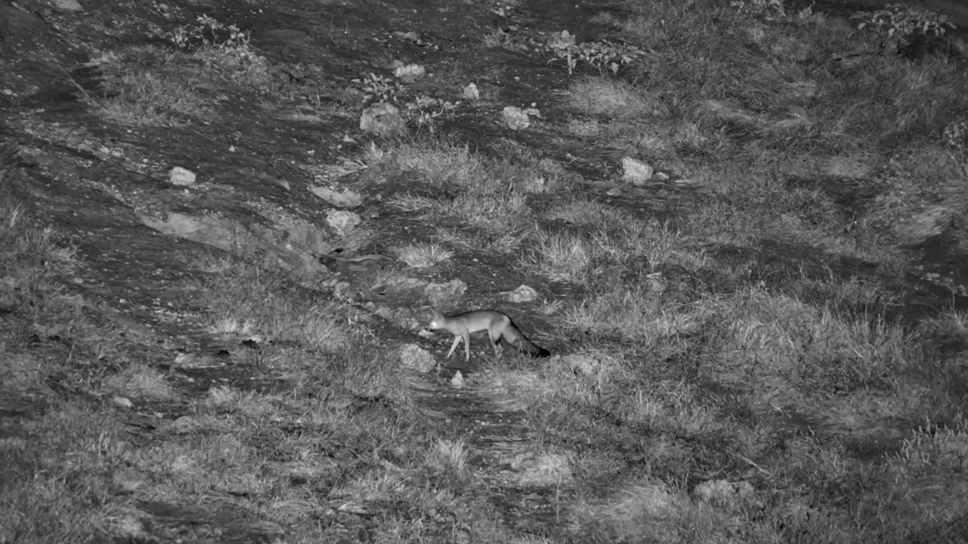 Cape Fox on Night Patrol