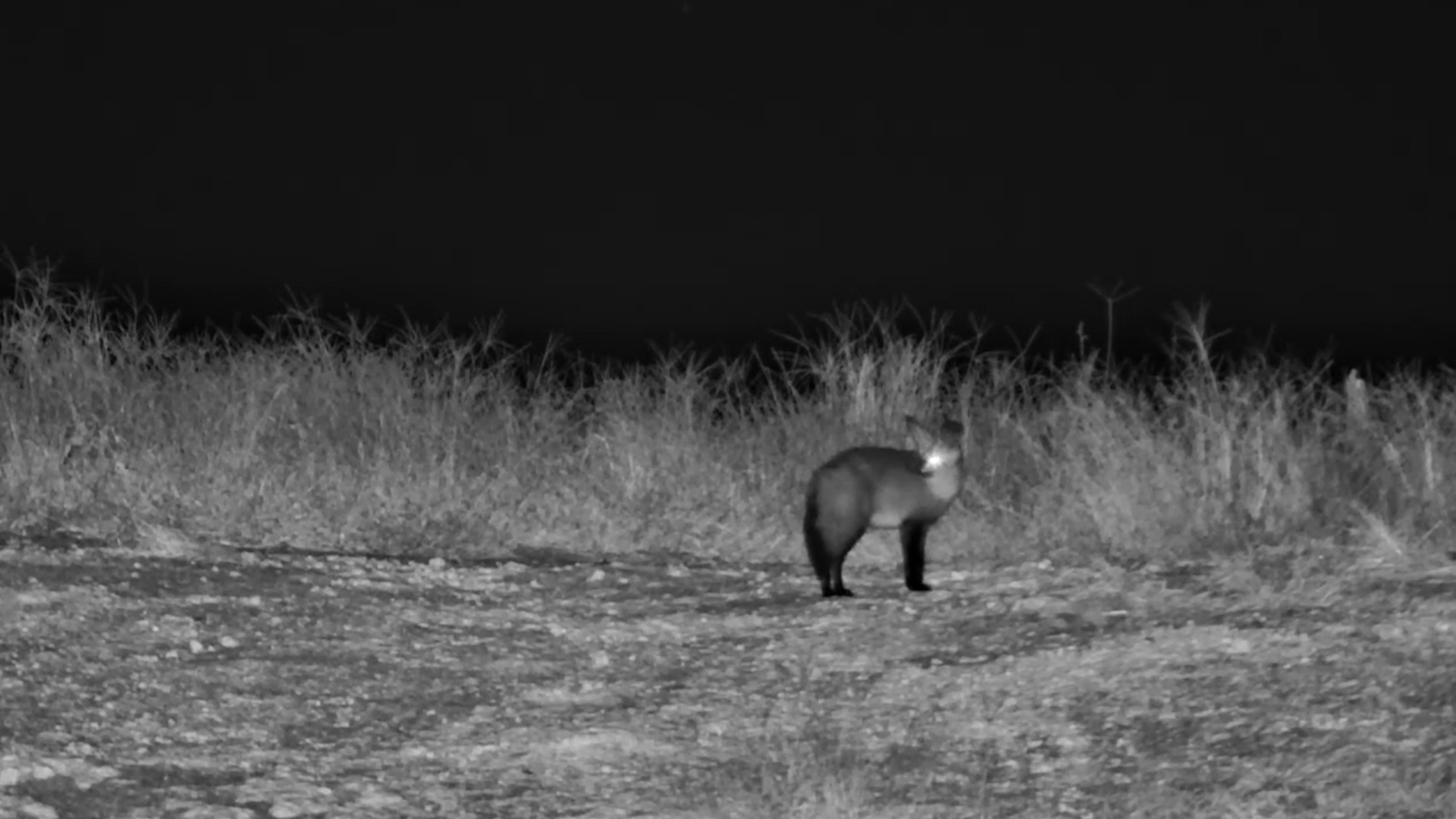 Bat-Eared Foxes Scanning the Dark