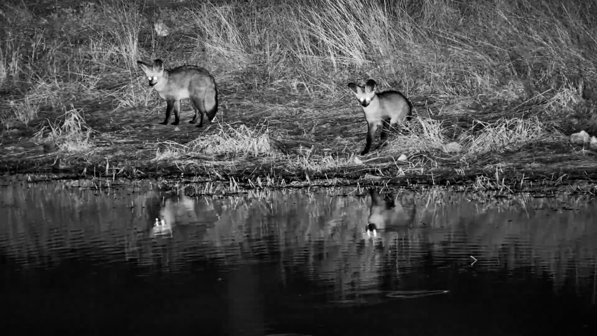 Bat-Eared Foxes Appear After Dark