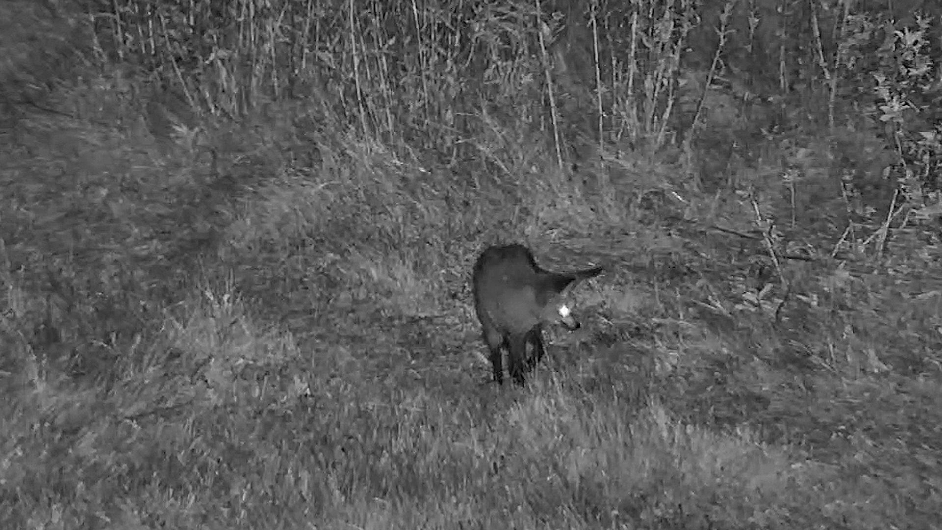 Two Bat-Eared Foxes on the Night Shift