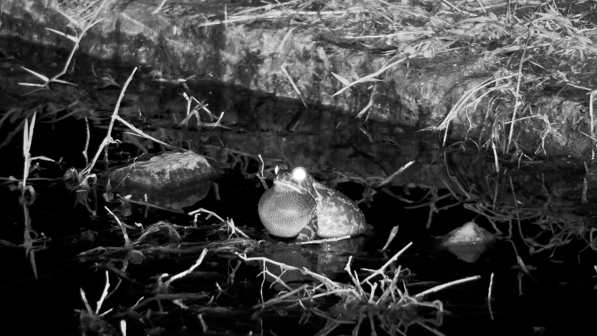 Noisy Night: Frog Calls from the Waterhole