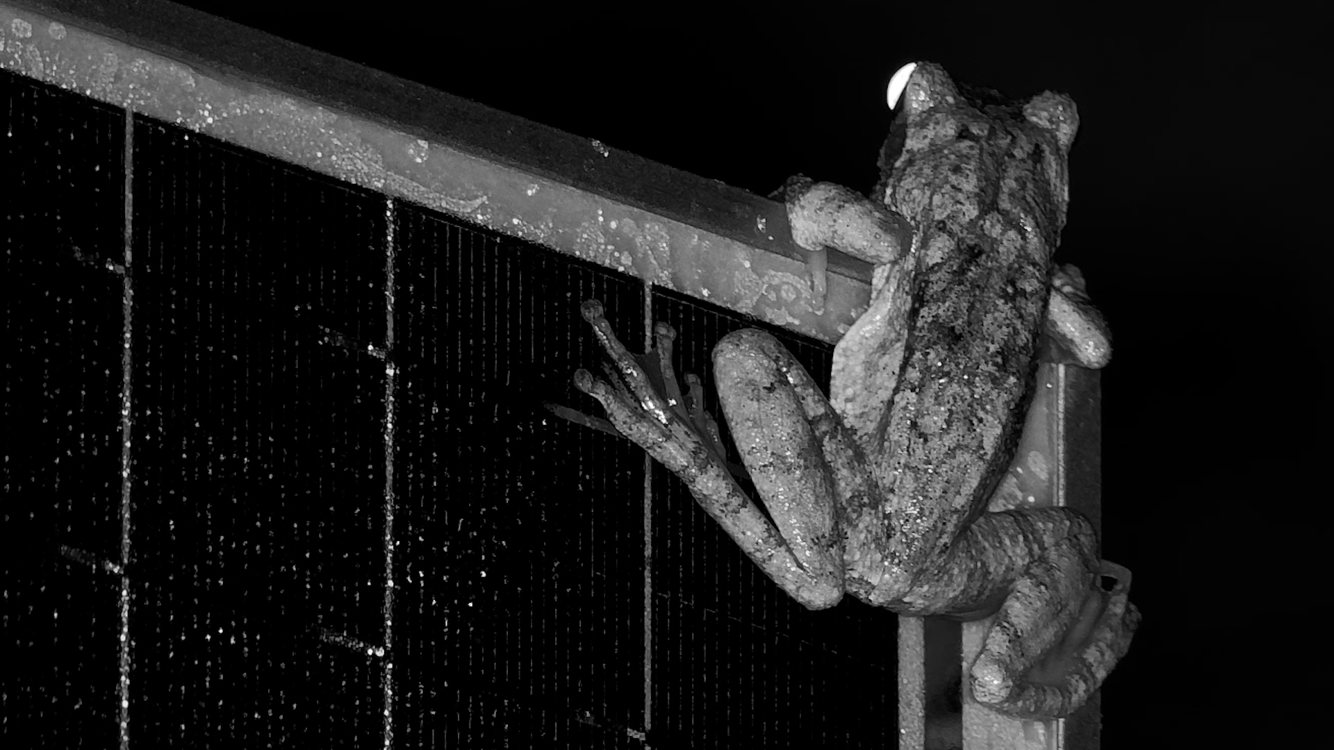 Nocturnal Adventures of a Foam Nest Frog