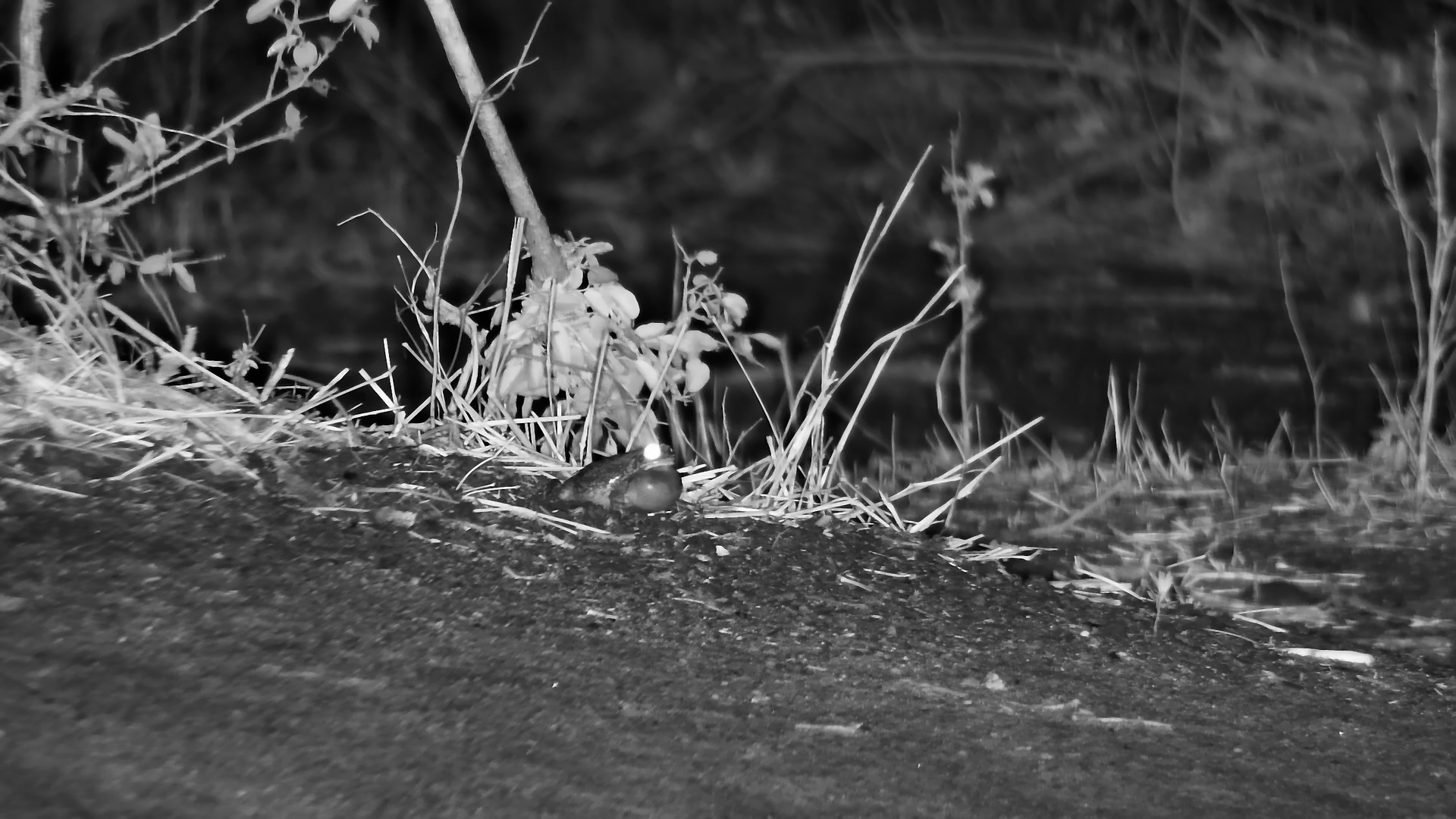 Vocal Frog Calls at Cat Eye Pan, Throat Pulsing with Each Croak