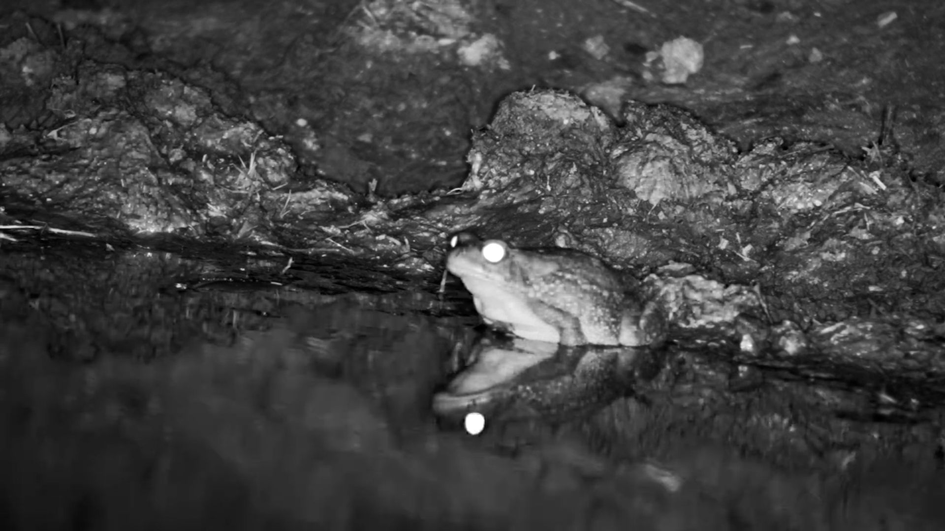 Toad Makes Its Way to the Water