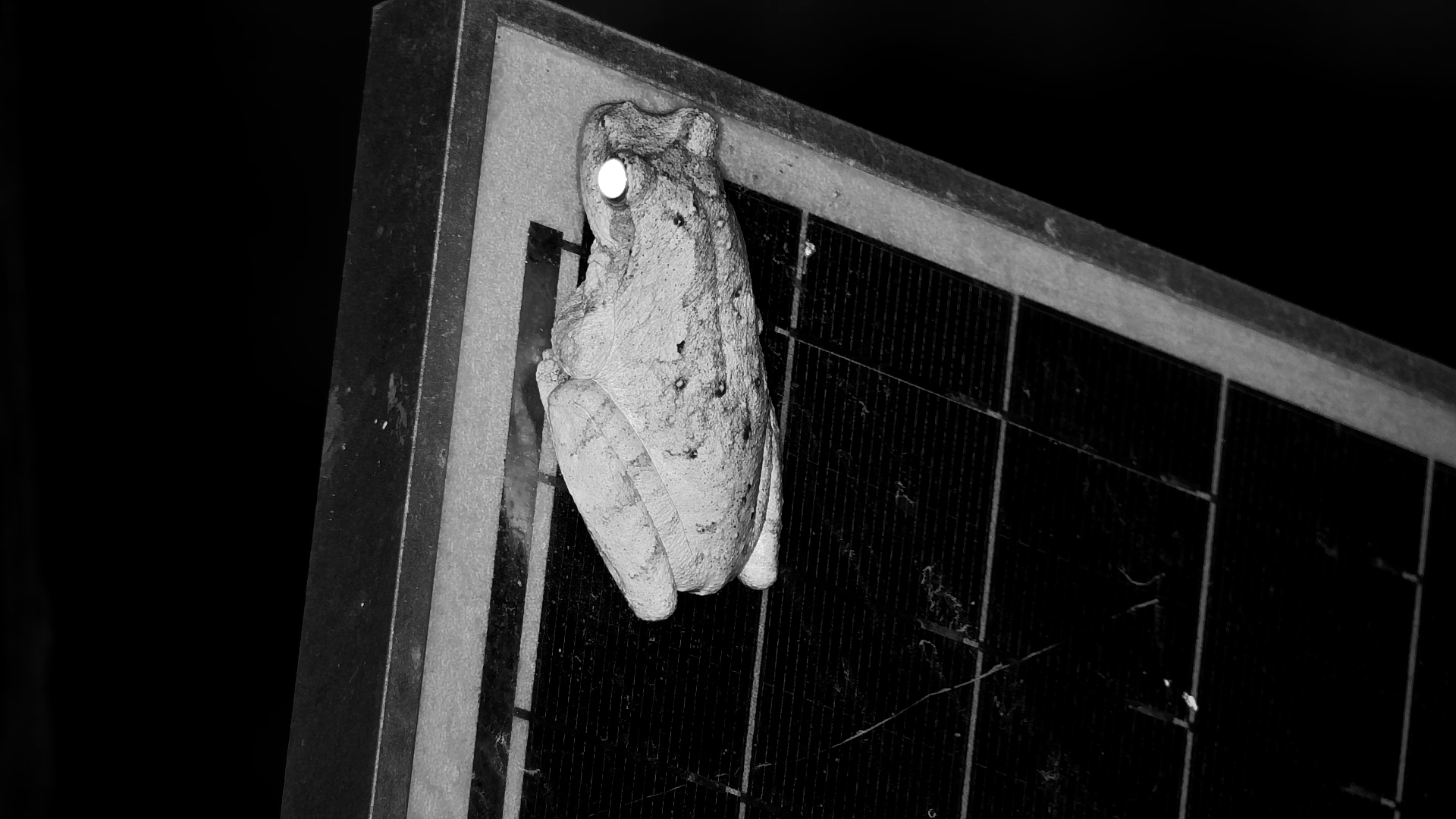 Tiny Frog on Patrol at Rosie’s Pan